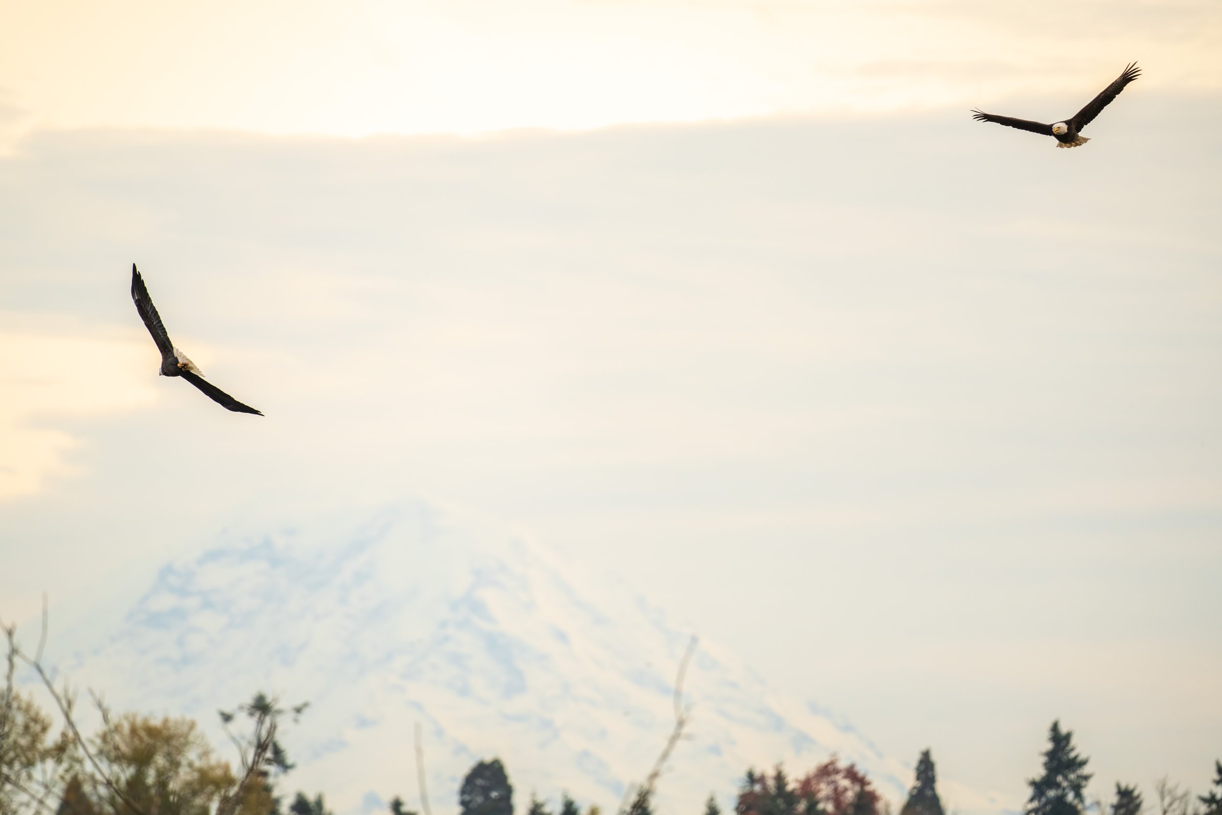 Two bald eagles soaring in a circle with a snowy mountain peak in the background.