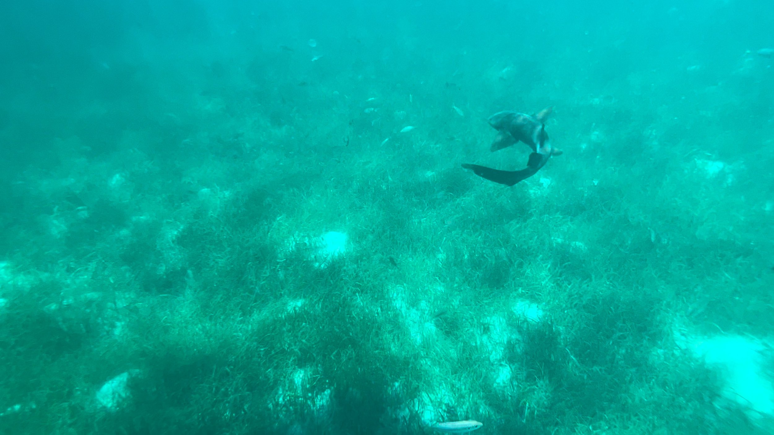  One of the Nerf sharks we were swimming with (photo/Jason Rafal) 