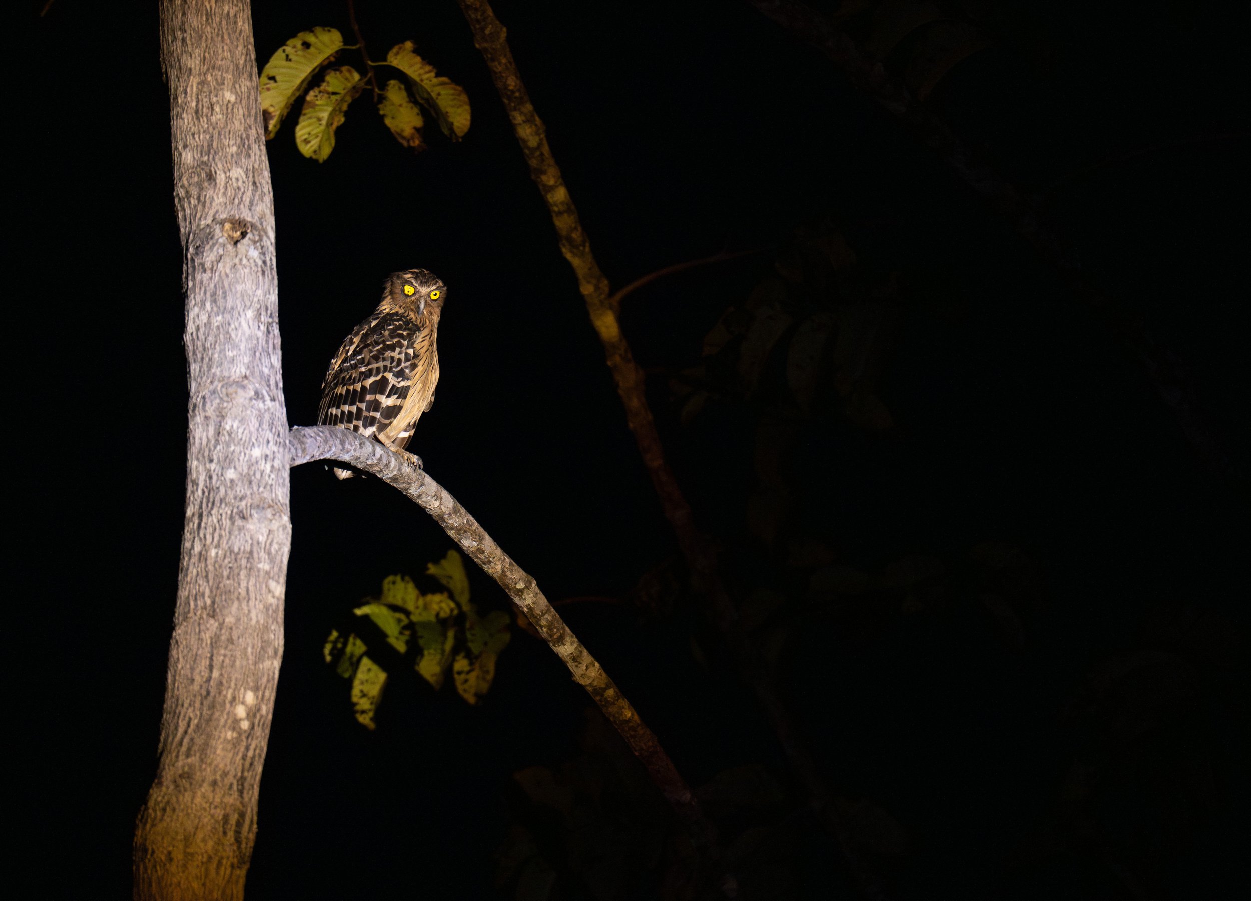 An owl with one messed up eye looking at the ground.
