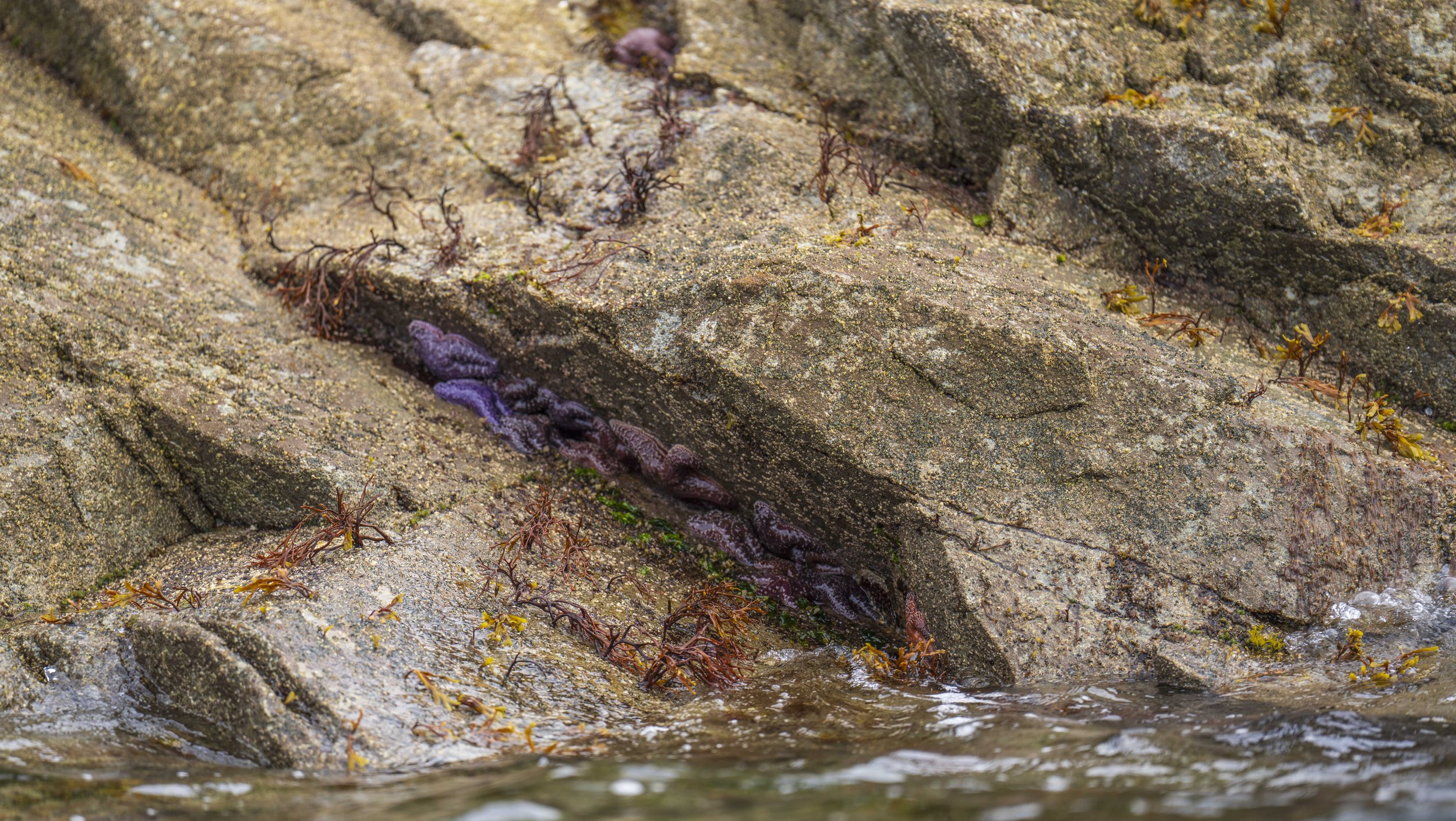 Many purple sea stars in a crack between rocks.