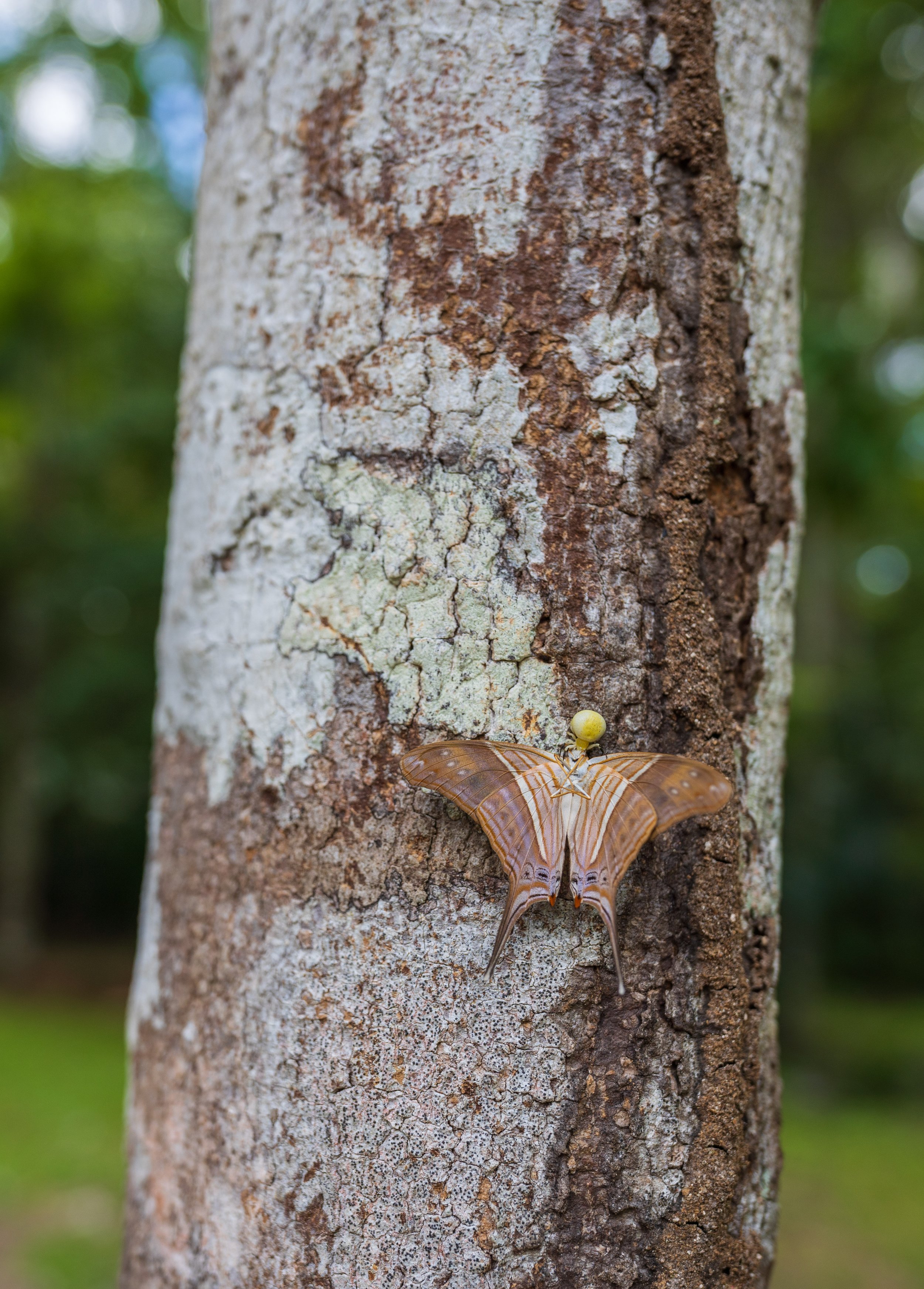  A butterfly (or moth?) drinking tree sap (photo Jason Rafal) 