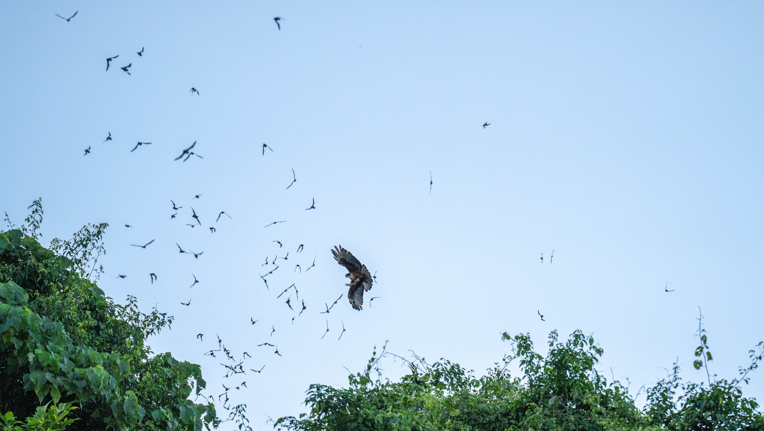 A bird reaching down to grab a bat from a group.