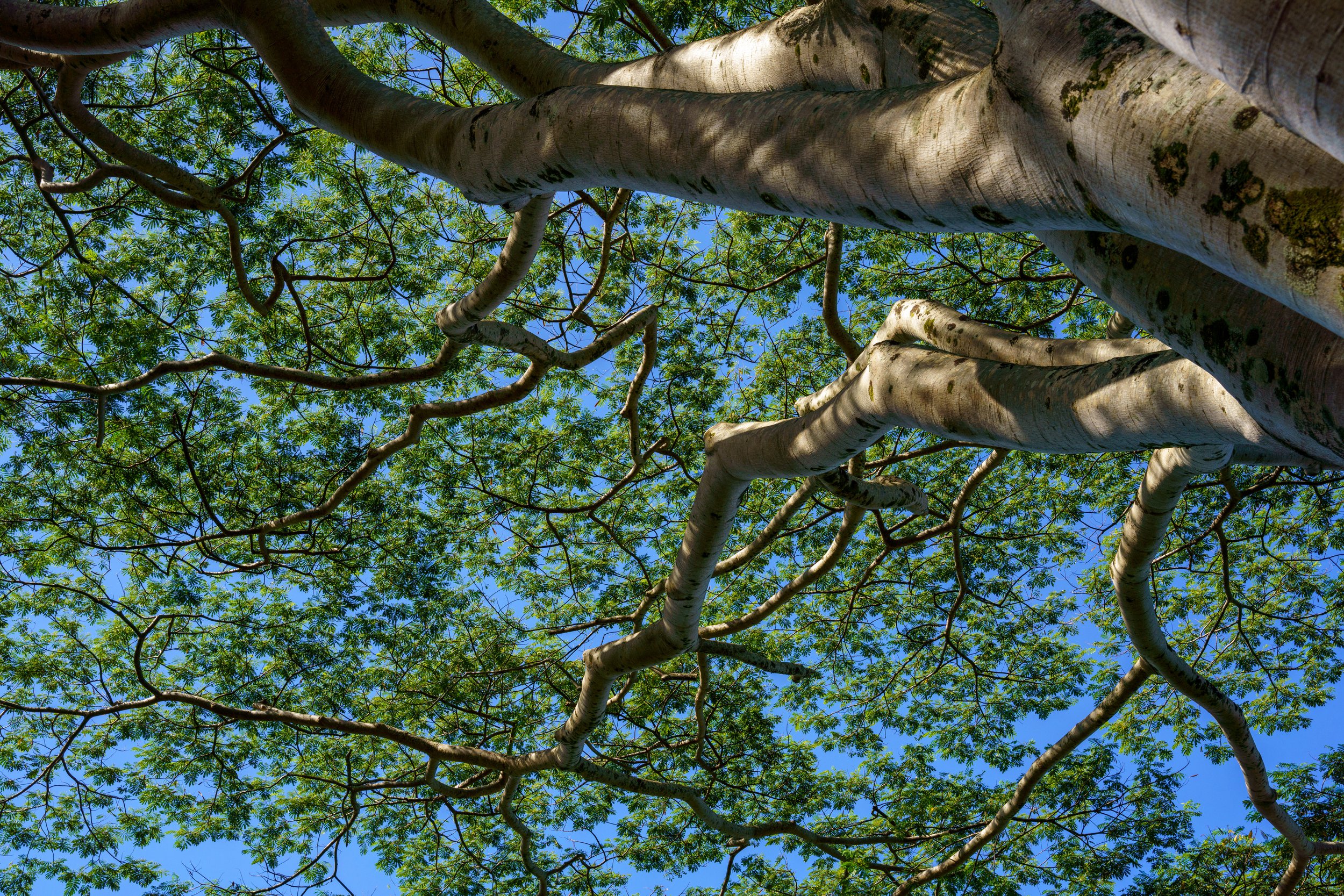 Iโm still trying to figure out what kind of tree this is, but it was amazing to stand under (photo/Jason Rafal)