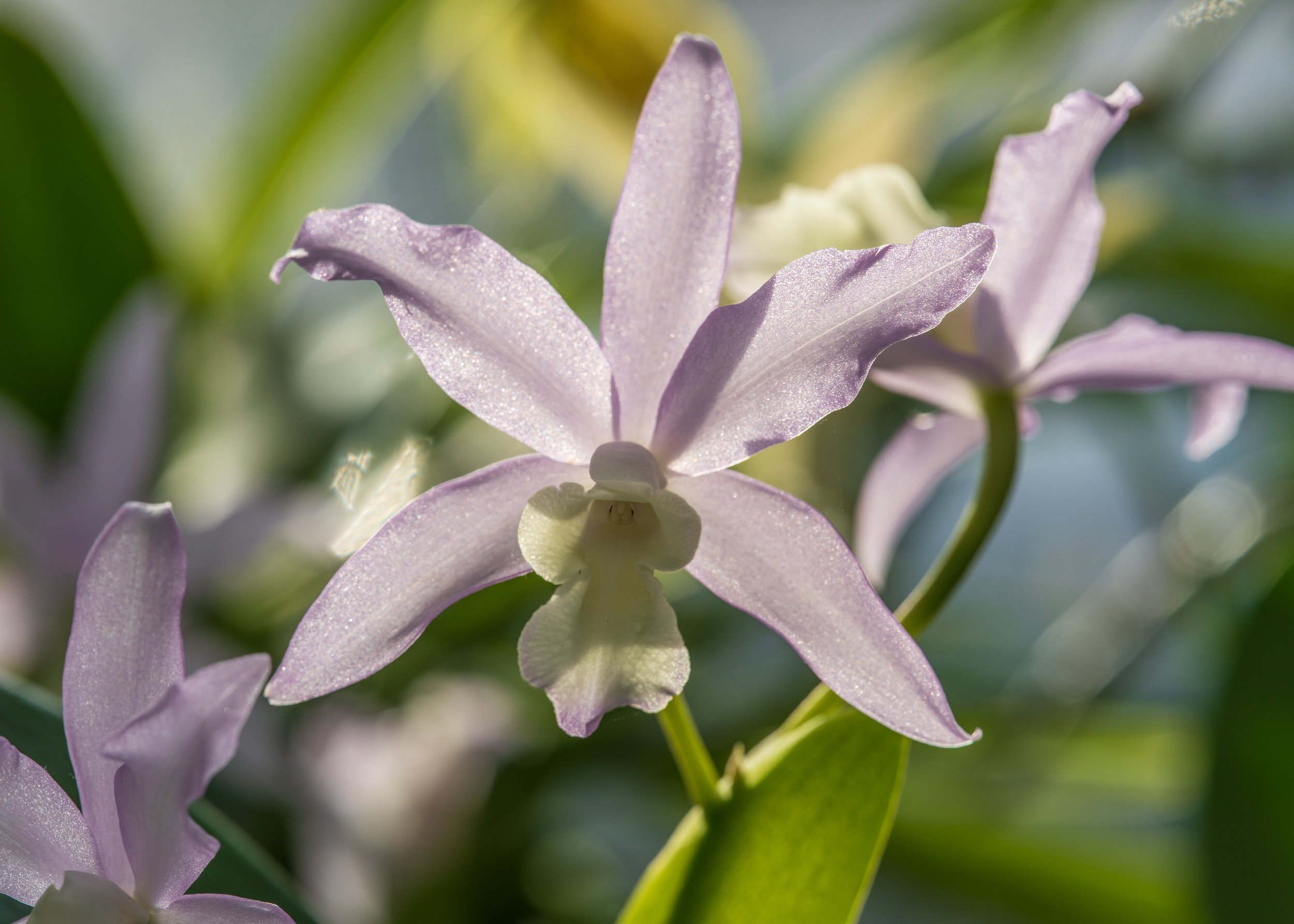 A pale purple orchid with glittering petals.