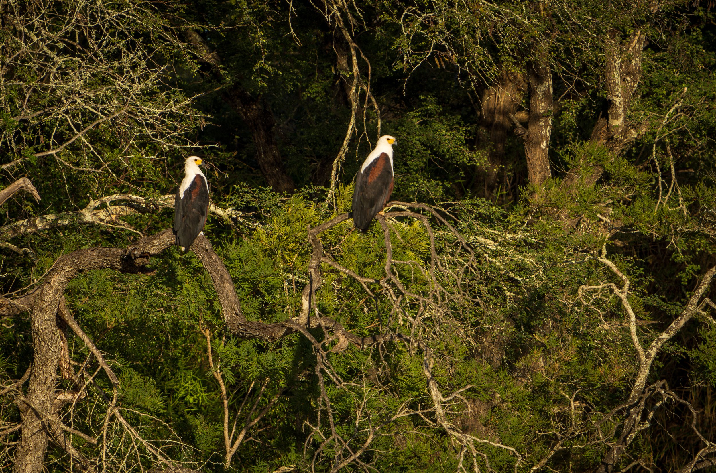 Two African fish eagles (photo/Jason Rafal)