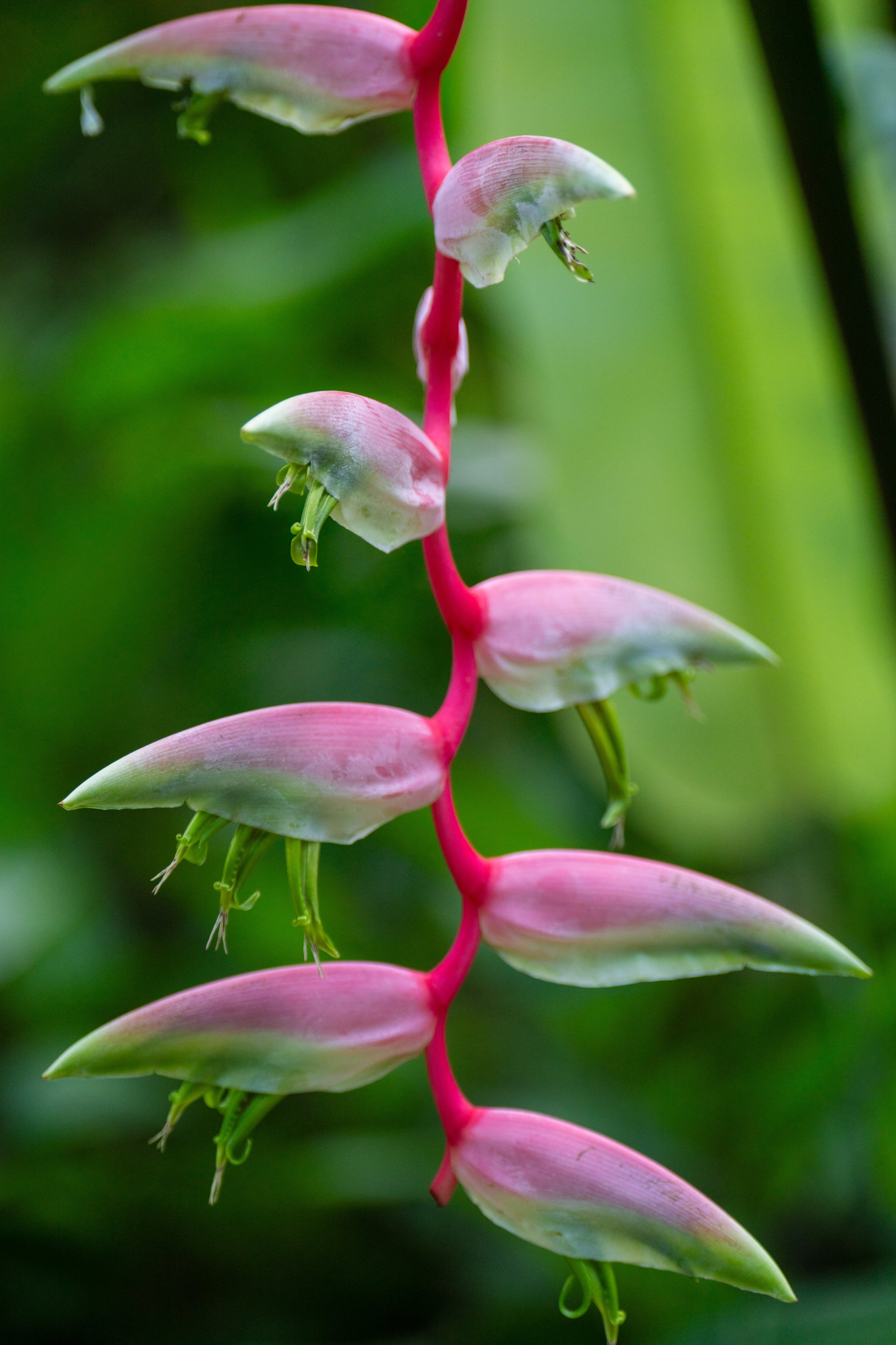 Beautiful draping False Bird of Paradise (photo/Jason Rafal)