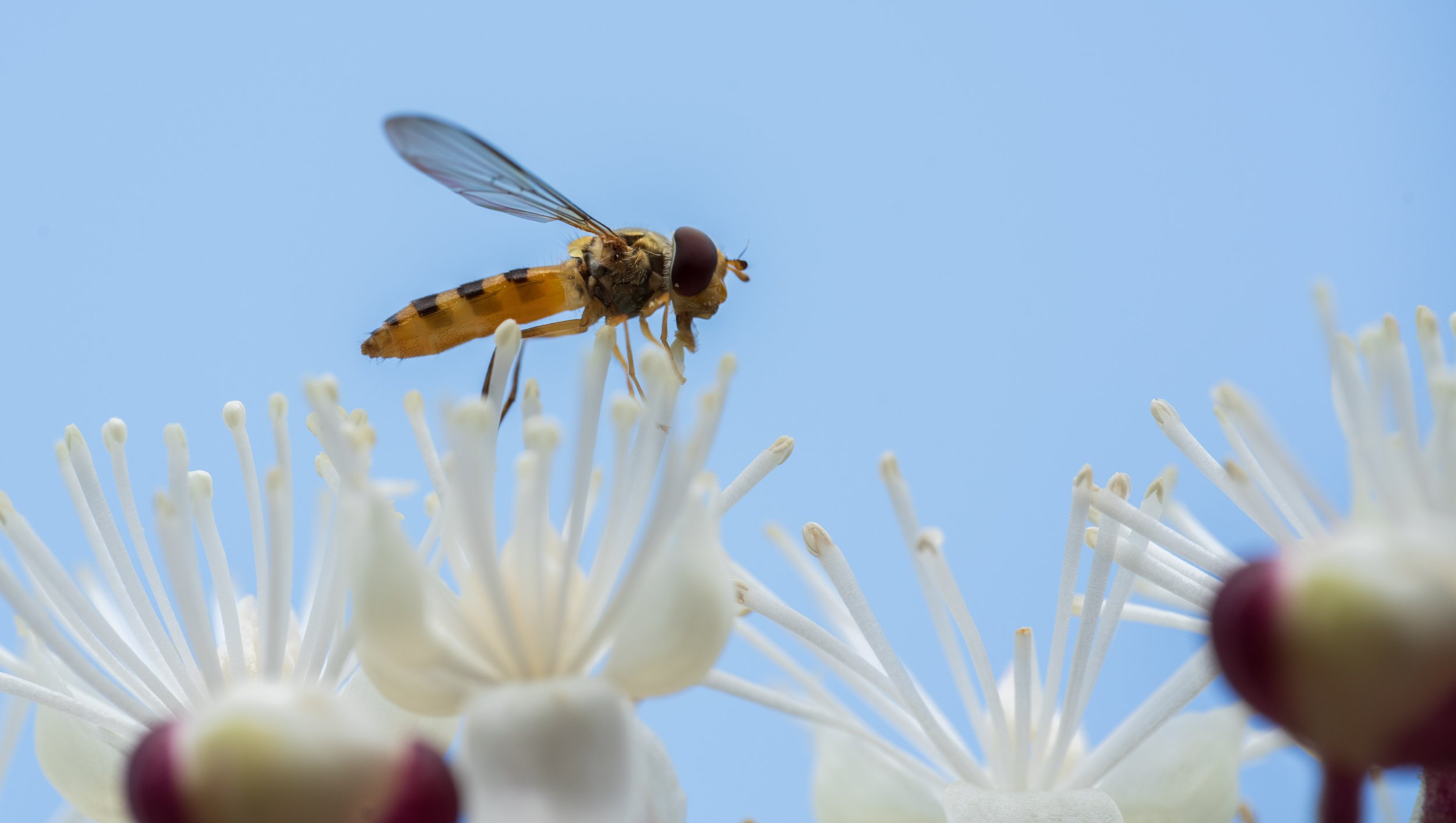  Jason’s continued experimentations in macro photography (photo/Jason Rafal) 