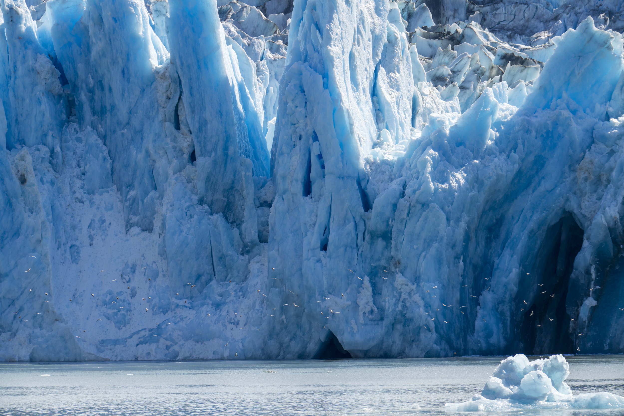 Dozens of birds flying in front of the face of a glacier.