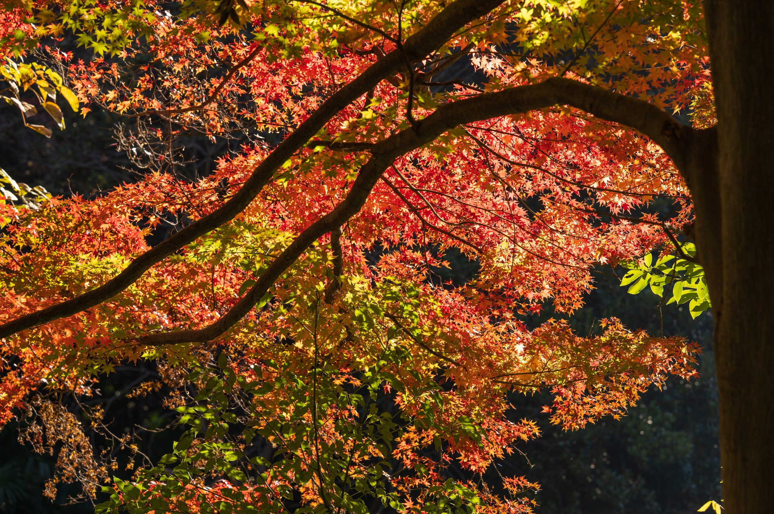  I will always remember the incredible fall colors of this trip (photo/Jason Rafal) 
