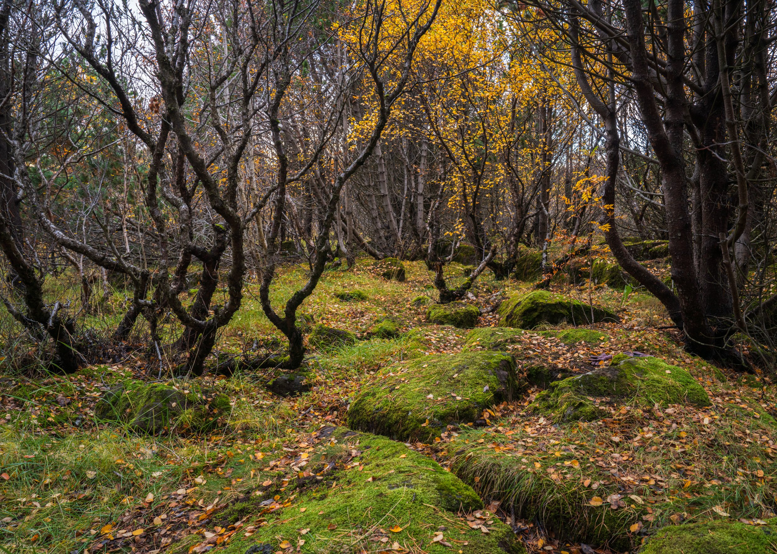  Views from our moody, mossy trail (photo/Jason Rafal) 