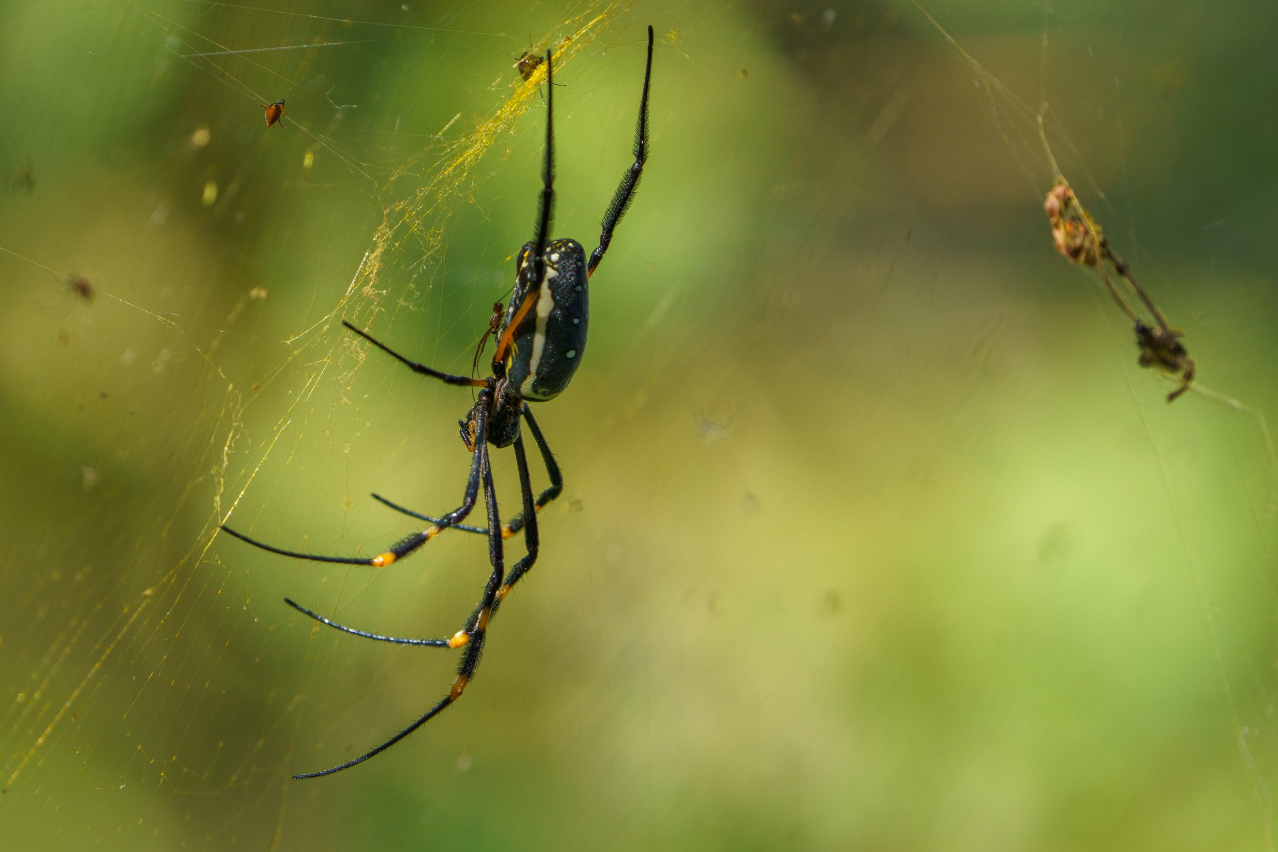 A large and terrifying spider (we think a golden silk orb-weaver) at our lodge (photo/Jason Rafal)