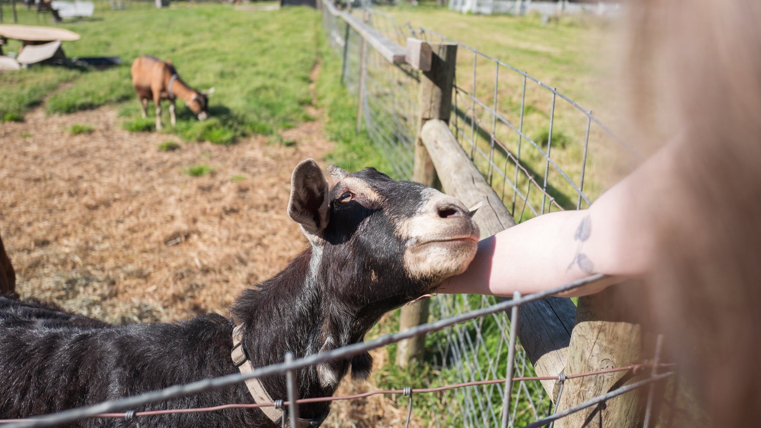  Nicole bonding with one of the goats at Ballydídean Farm Sanctuary (photo/Jason Rafal) 