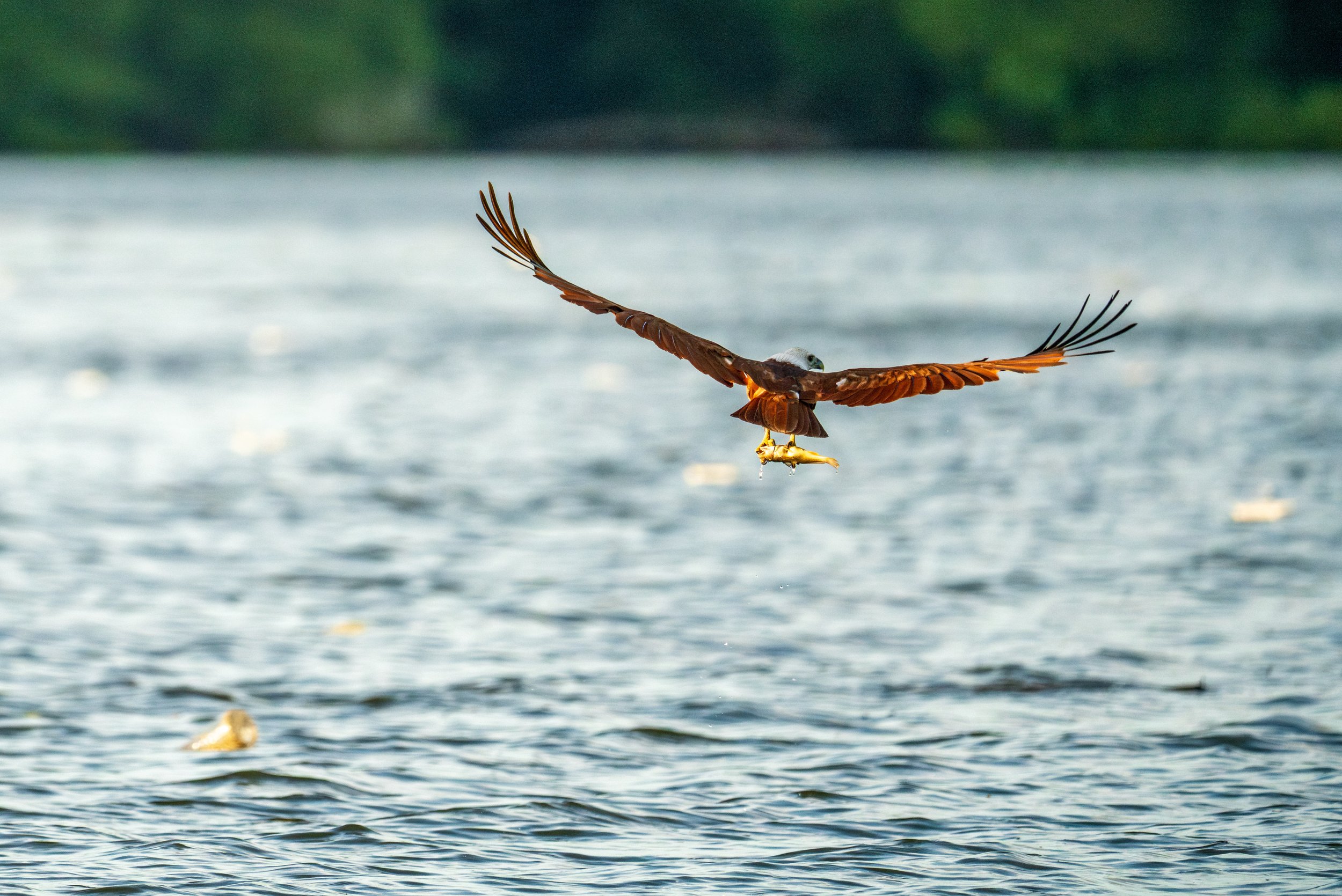 A bird carrying a fish over the water.