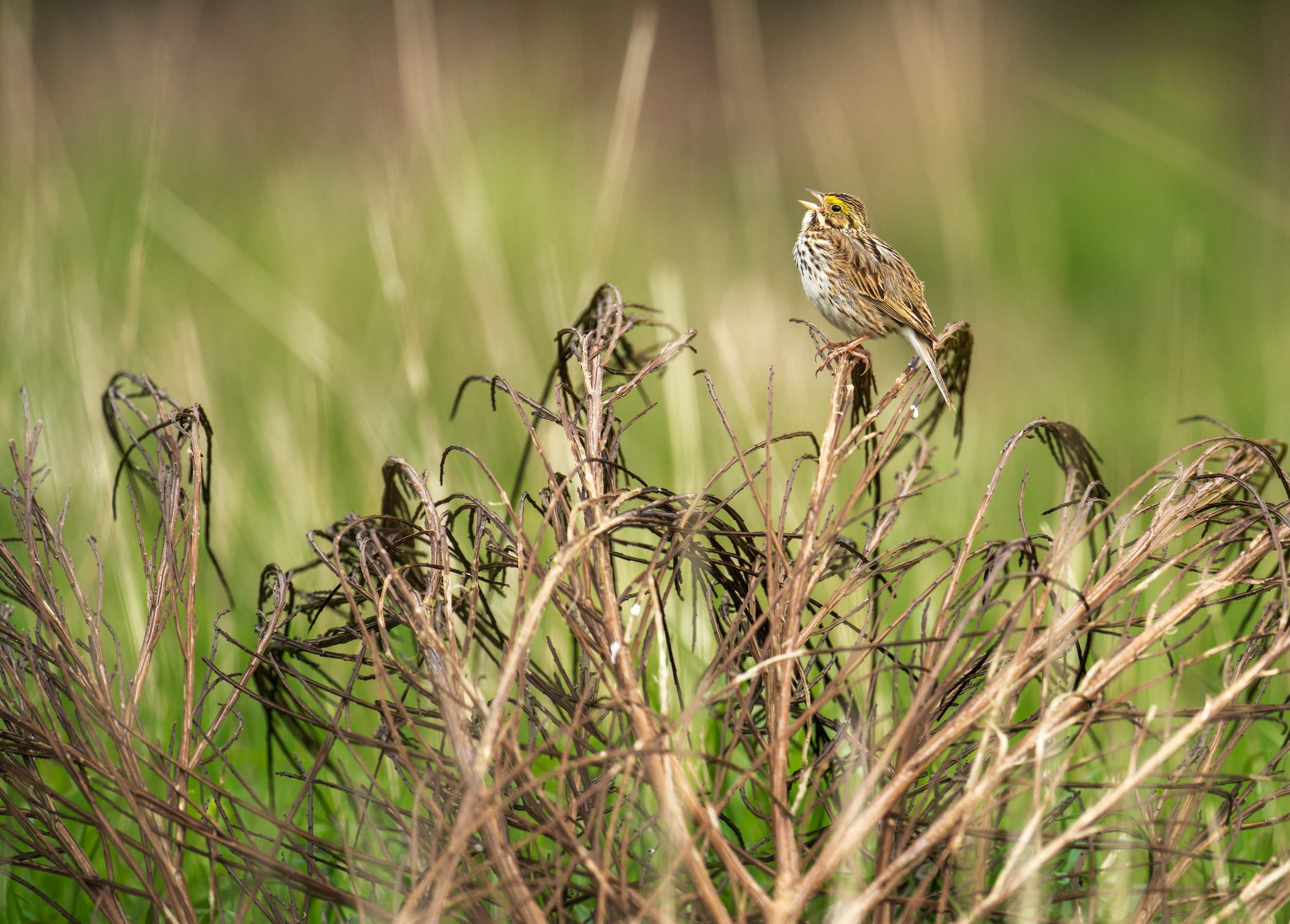  A singing savannah sparrow (photo/Jason Rafal) 