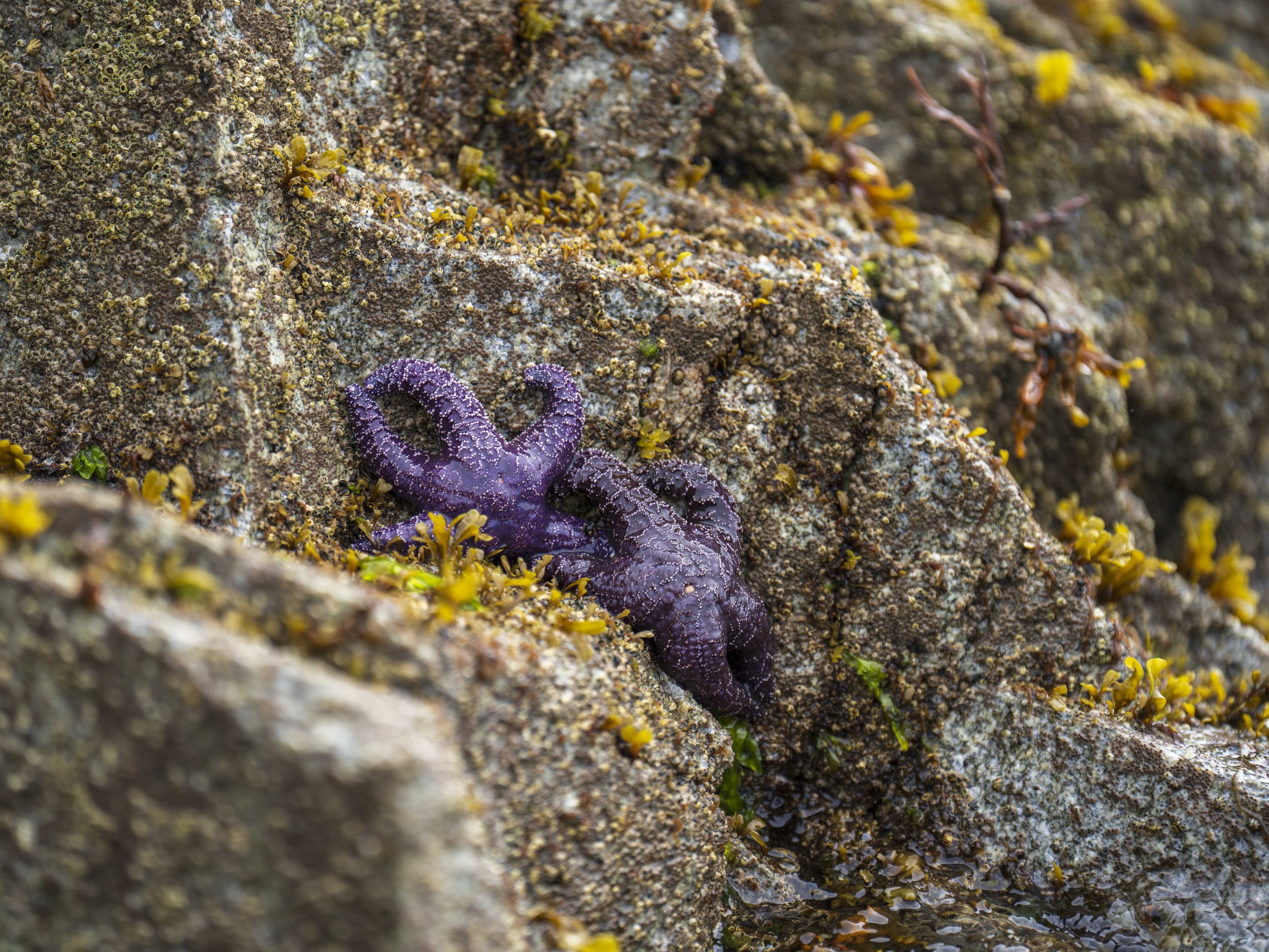 Two purple sea stars on a rock.