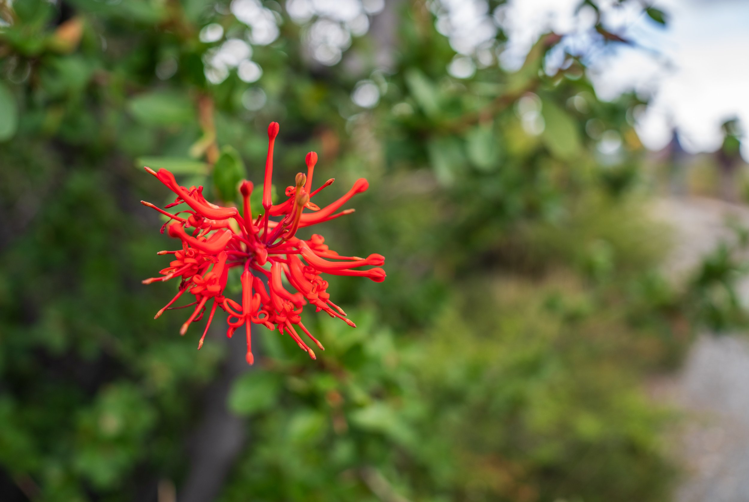  A bright spot of color (photo/Jason Rafal) 