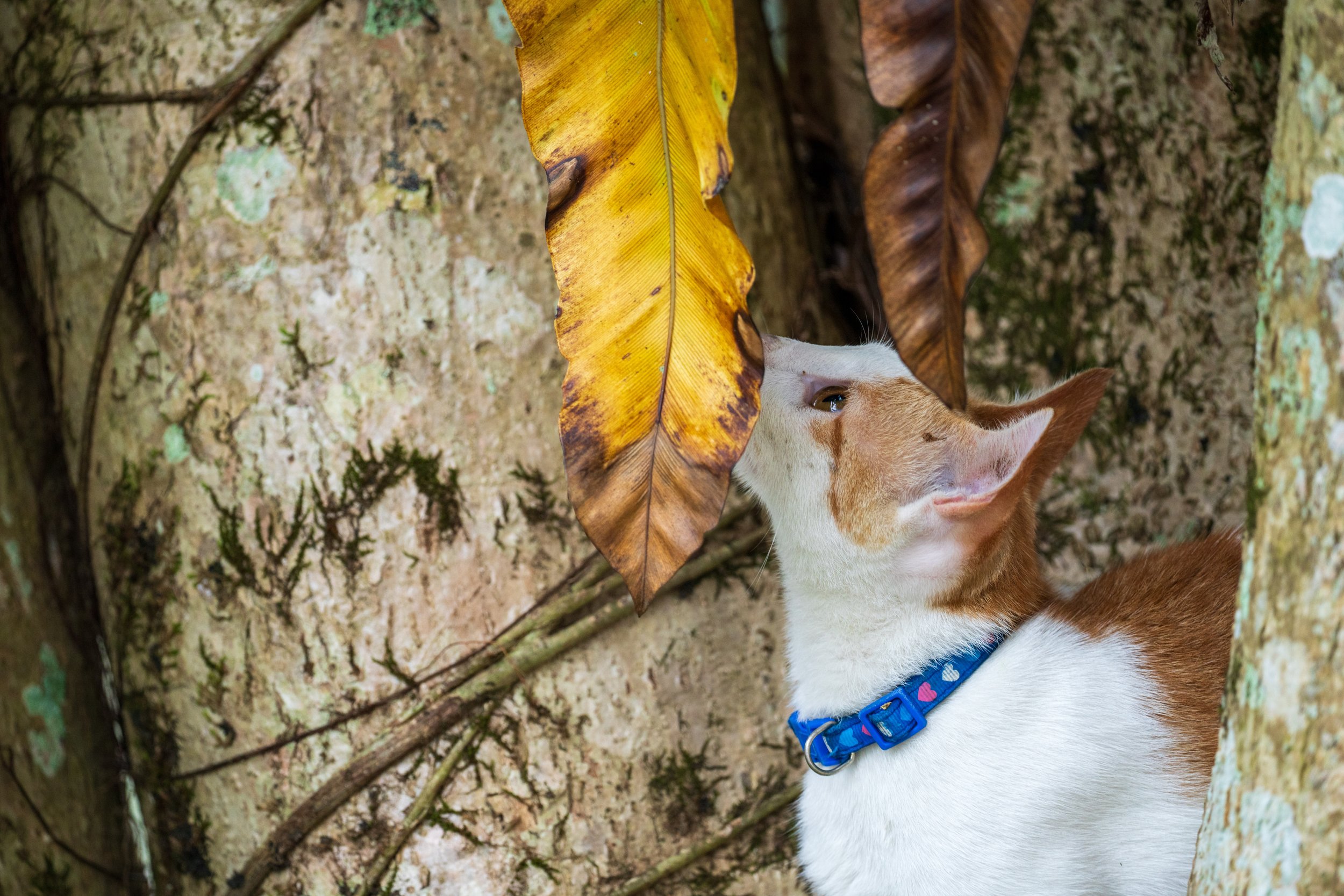 A cat looking up at a tree.