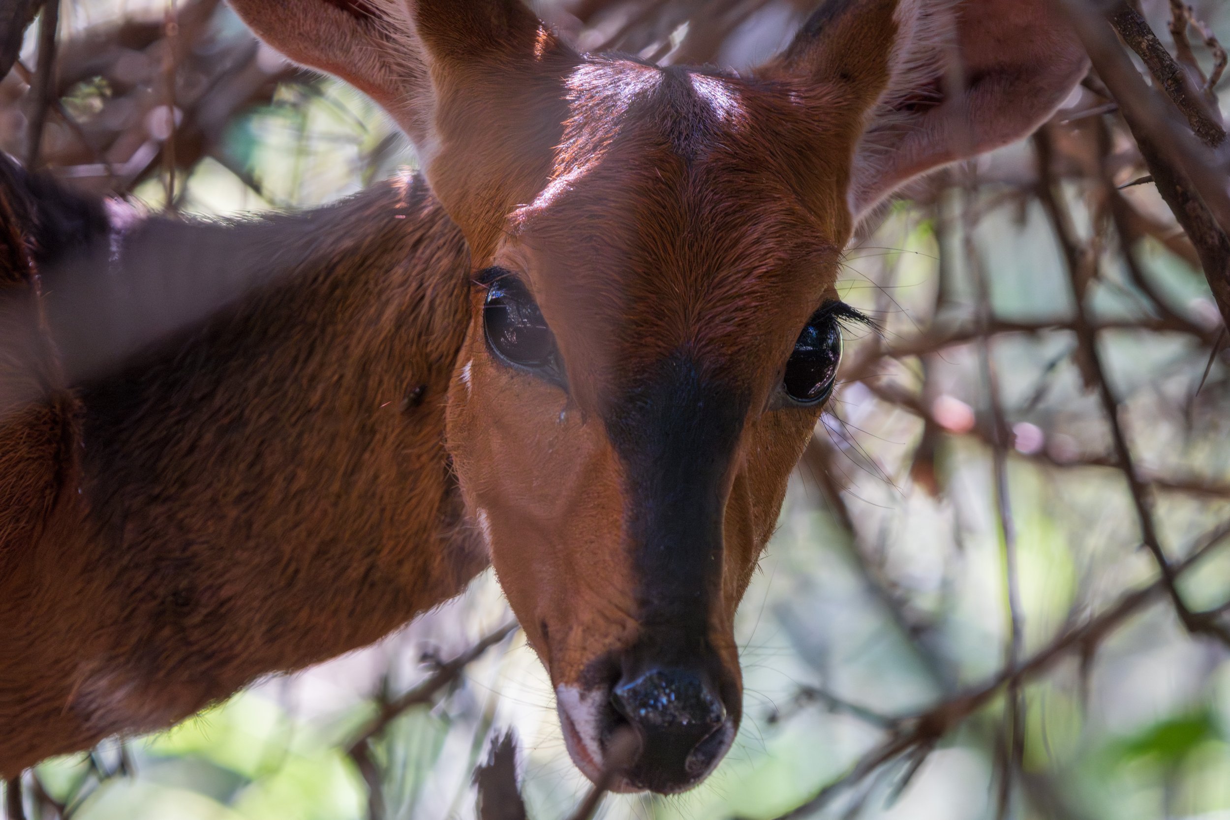 An adorable bushbuck at the lodge (photo/Jason Rafal)