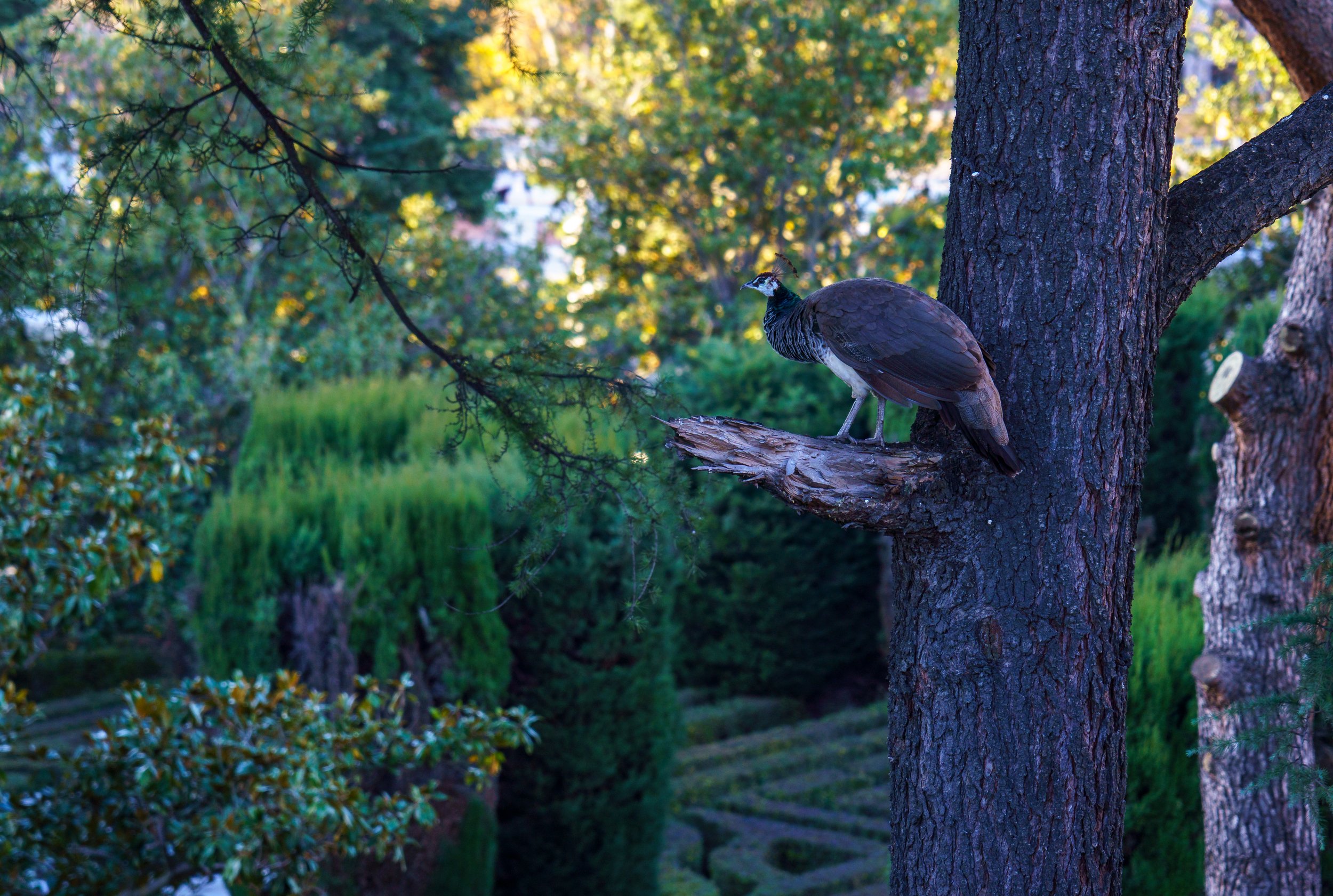  One of many peafowl in the garden outside of the royal palace (photo/Jason Rafal) 