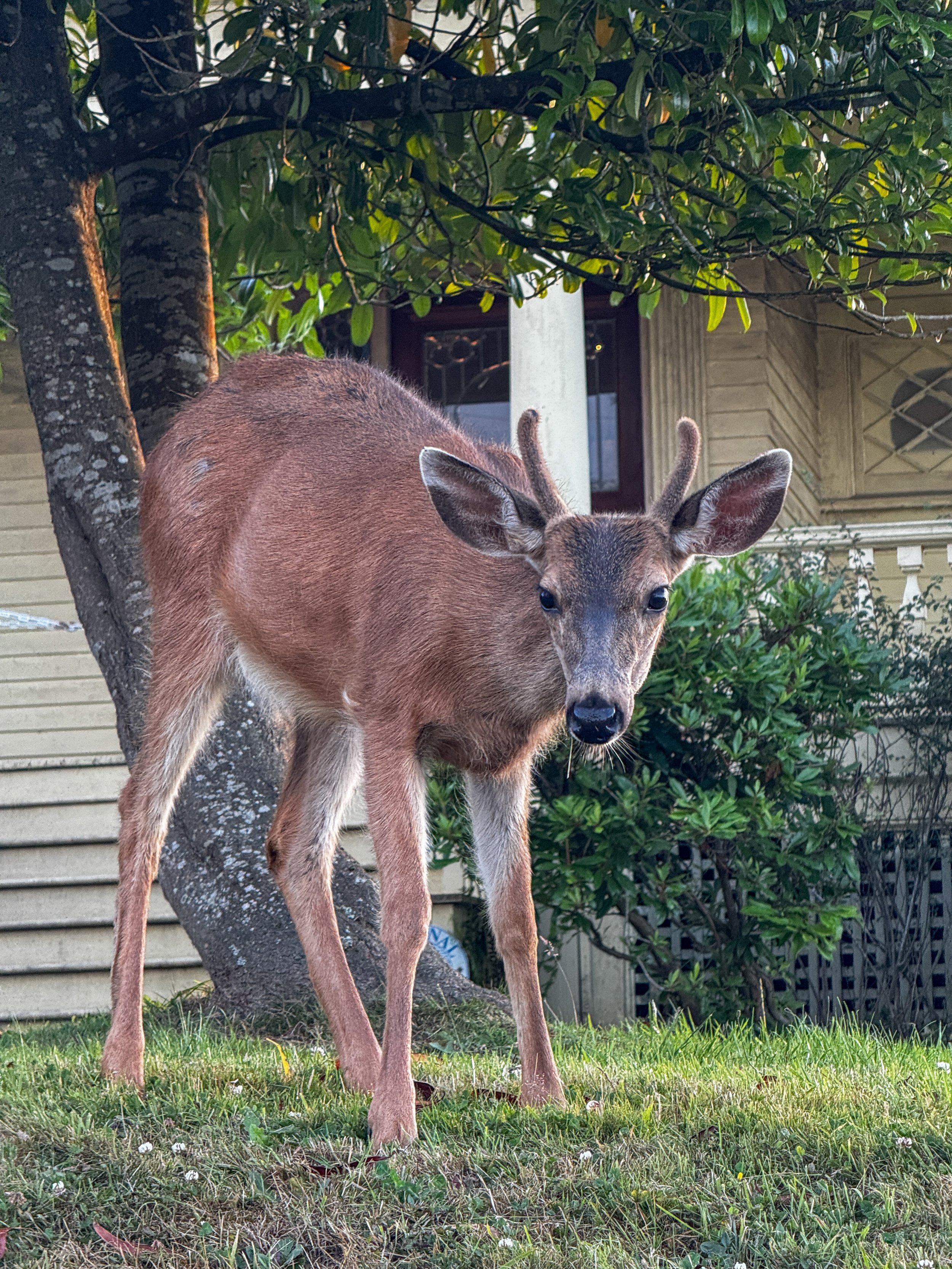 A young deer on a house's lawn looking at the camera.