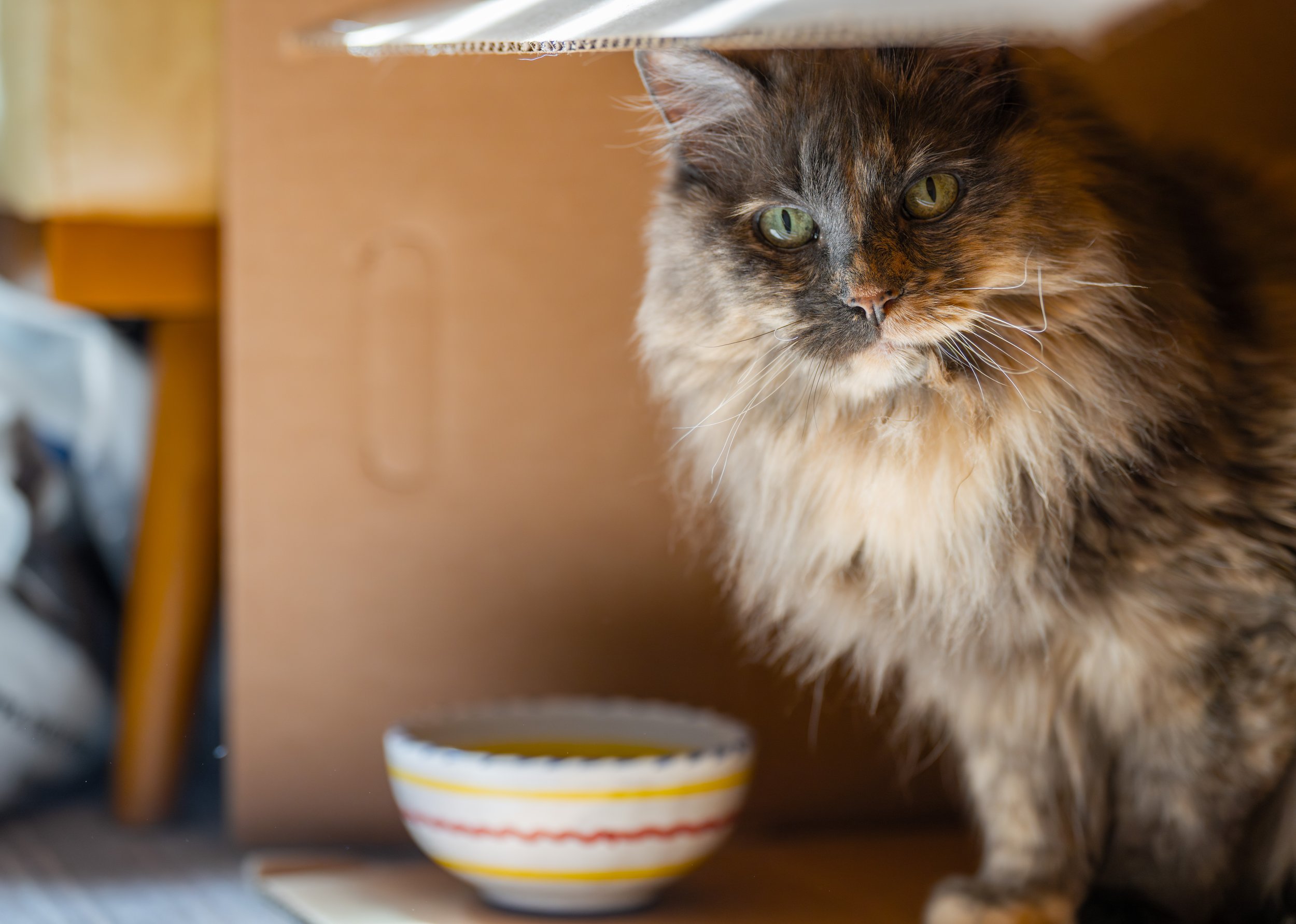 A fluffy cat looking out of a box.