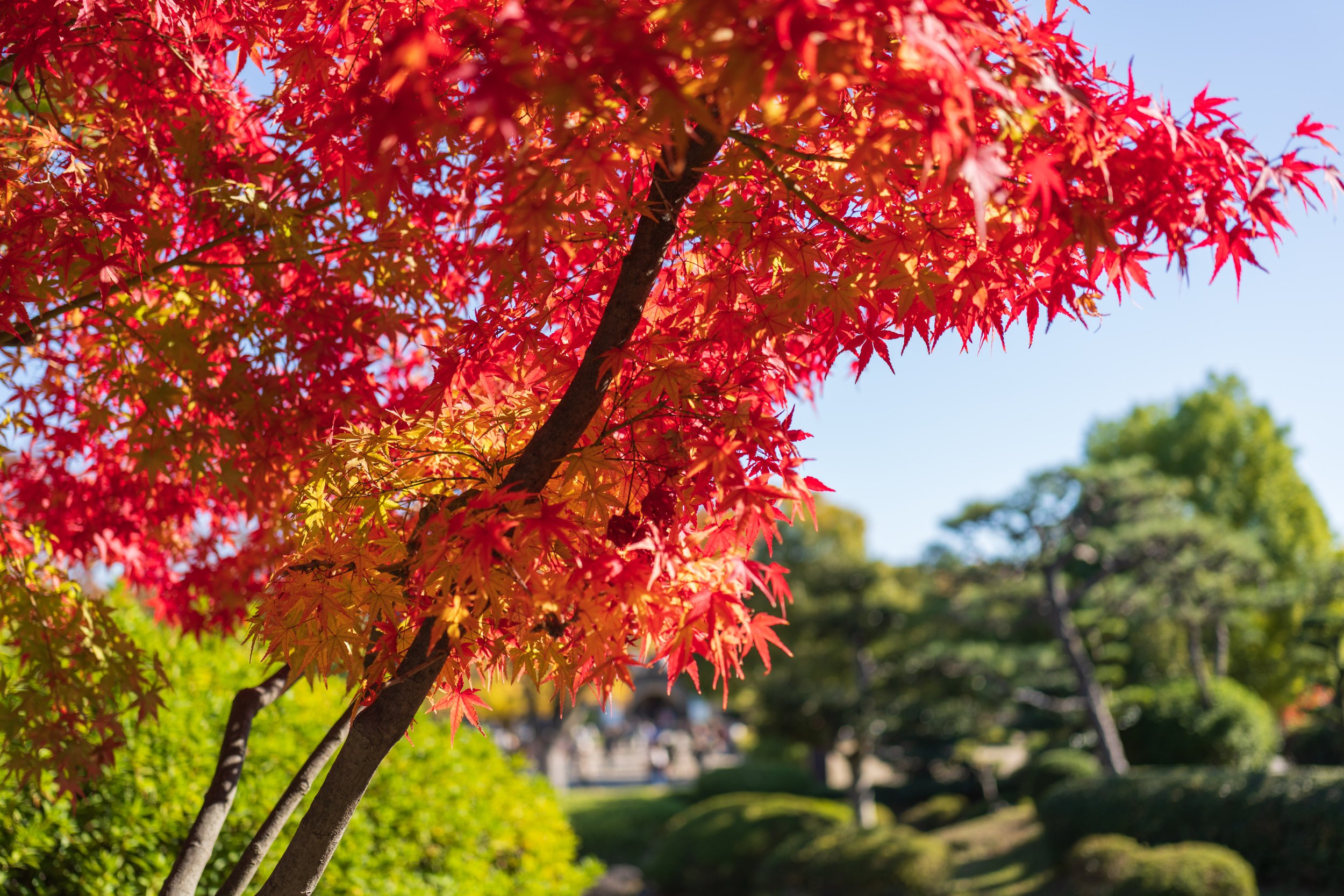  Beautiful leaves in the garden outside the castle (photo/Jason Rafal) 