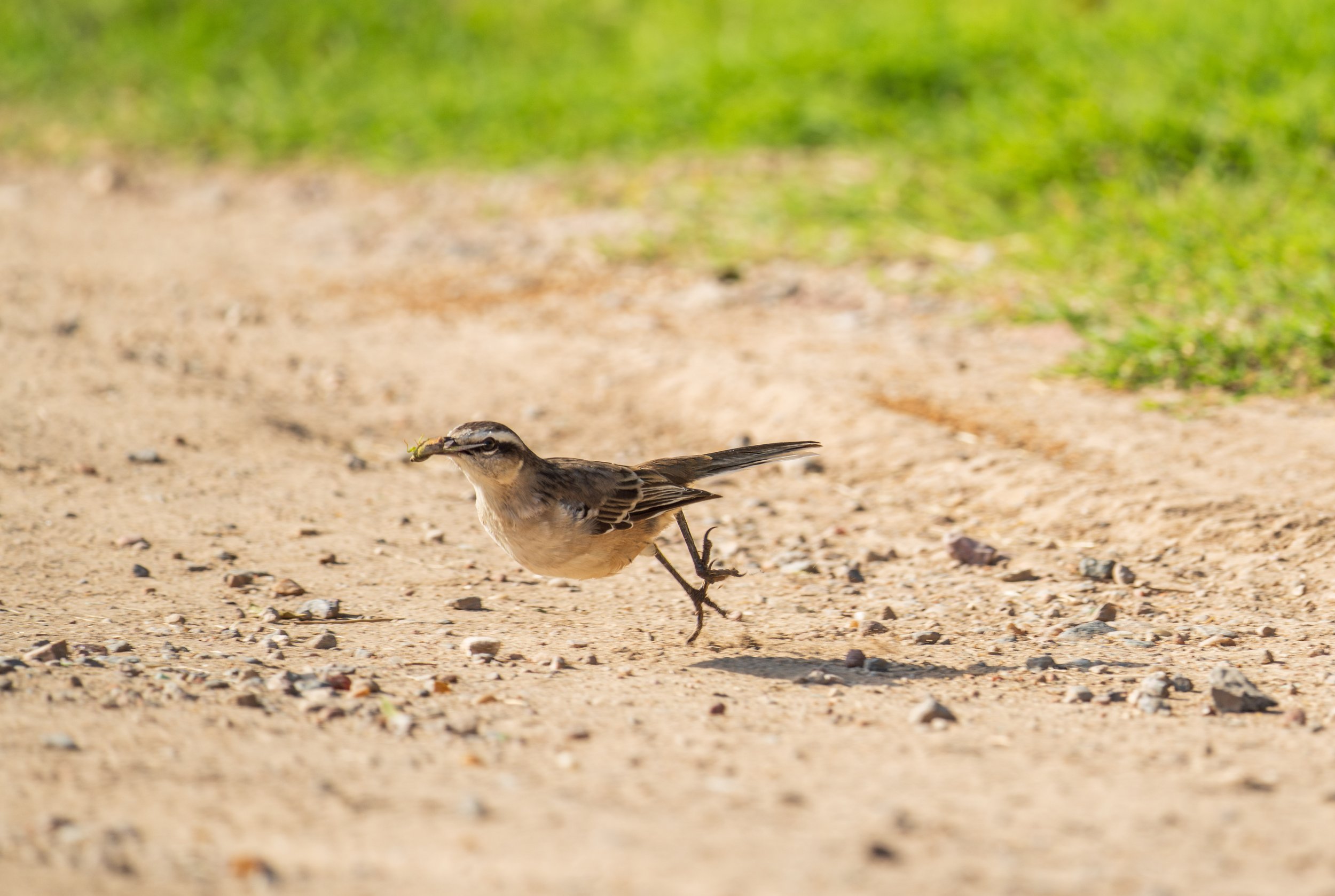  A chalk-browed mockingbird with a grub (photo/Jason Rafal) 