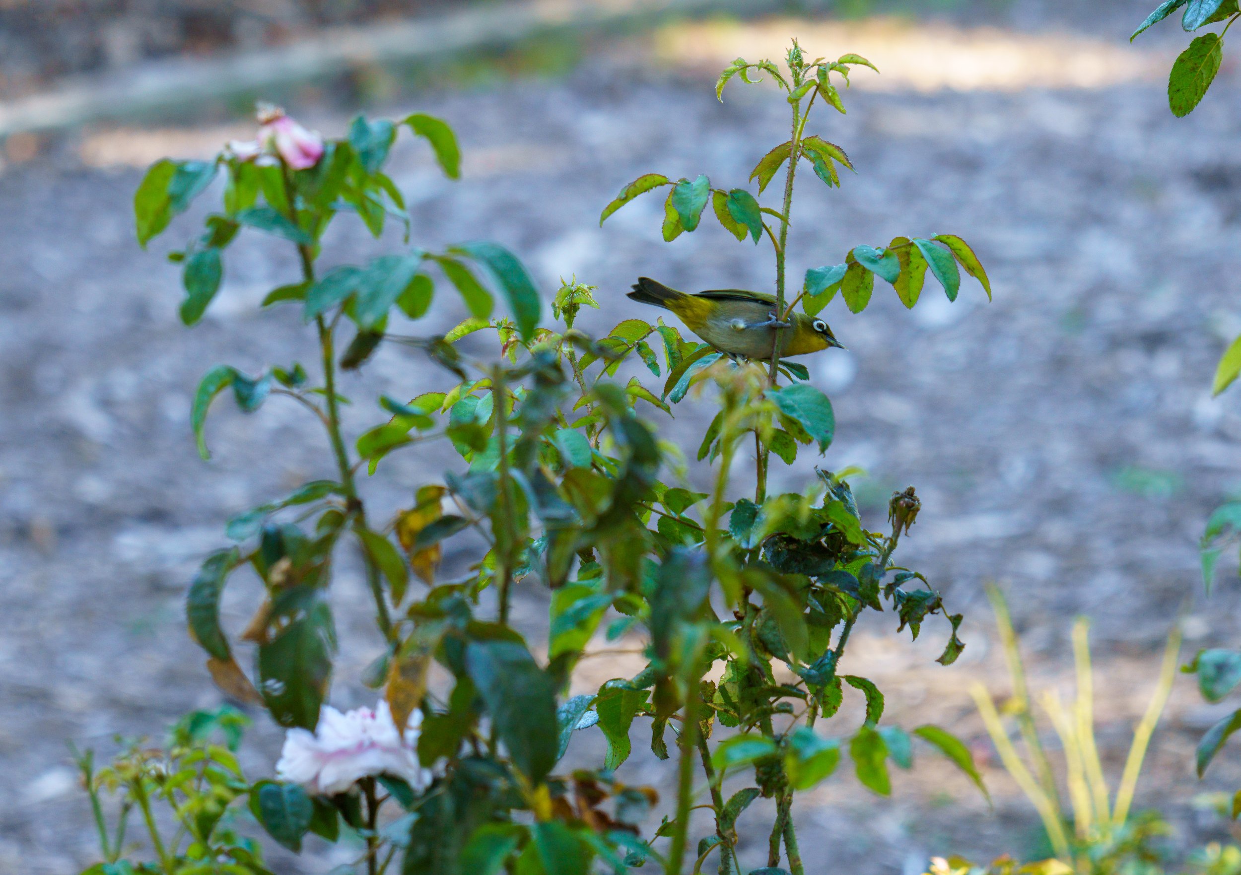  A curious bird in a rosebush (photo/Jason Rafal) 