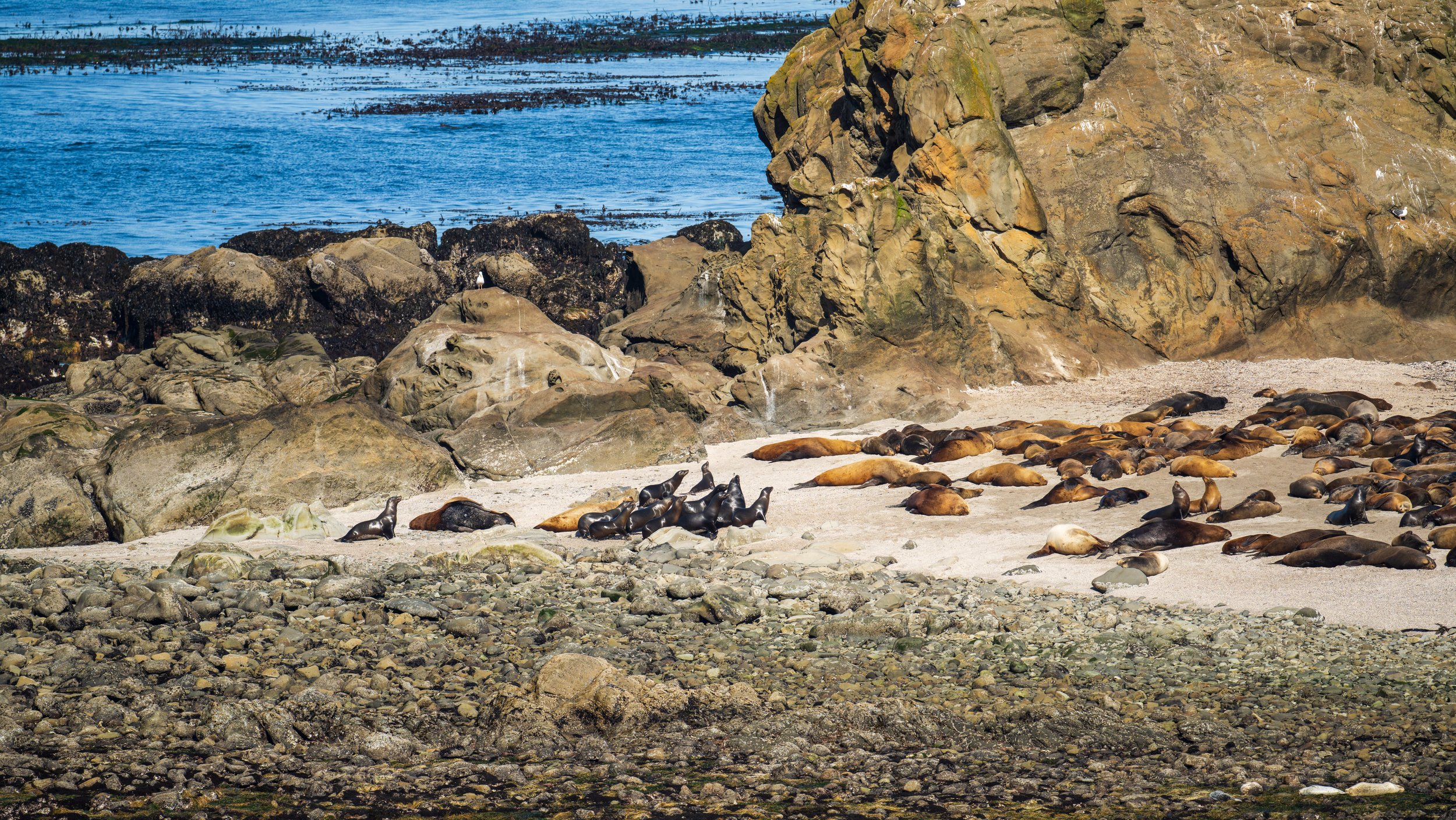  Sea lions lounging on the beach at Simpson Reef (photo/Jason Rafal) 
