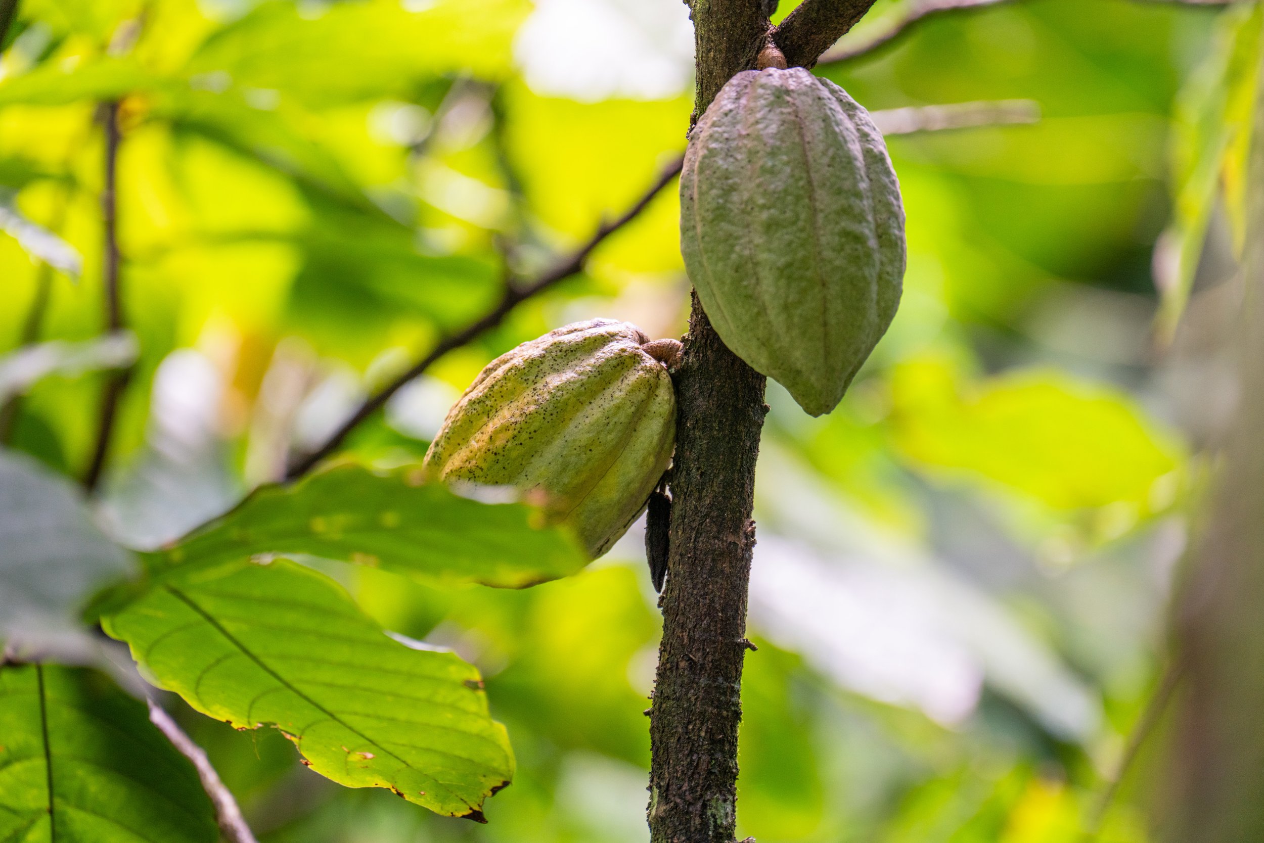 Cocoa pods (photo/Jason Rafal)