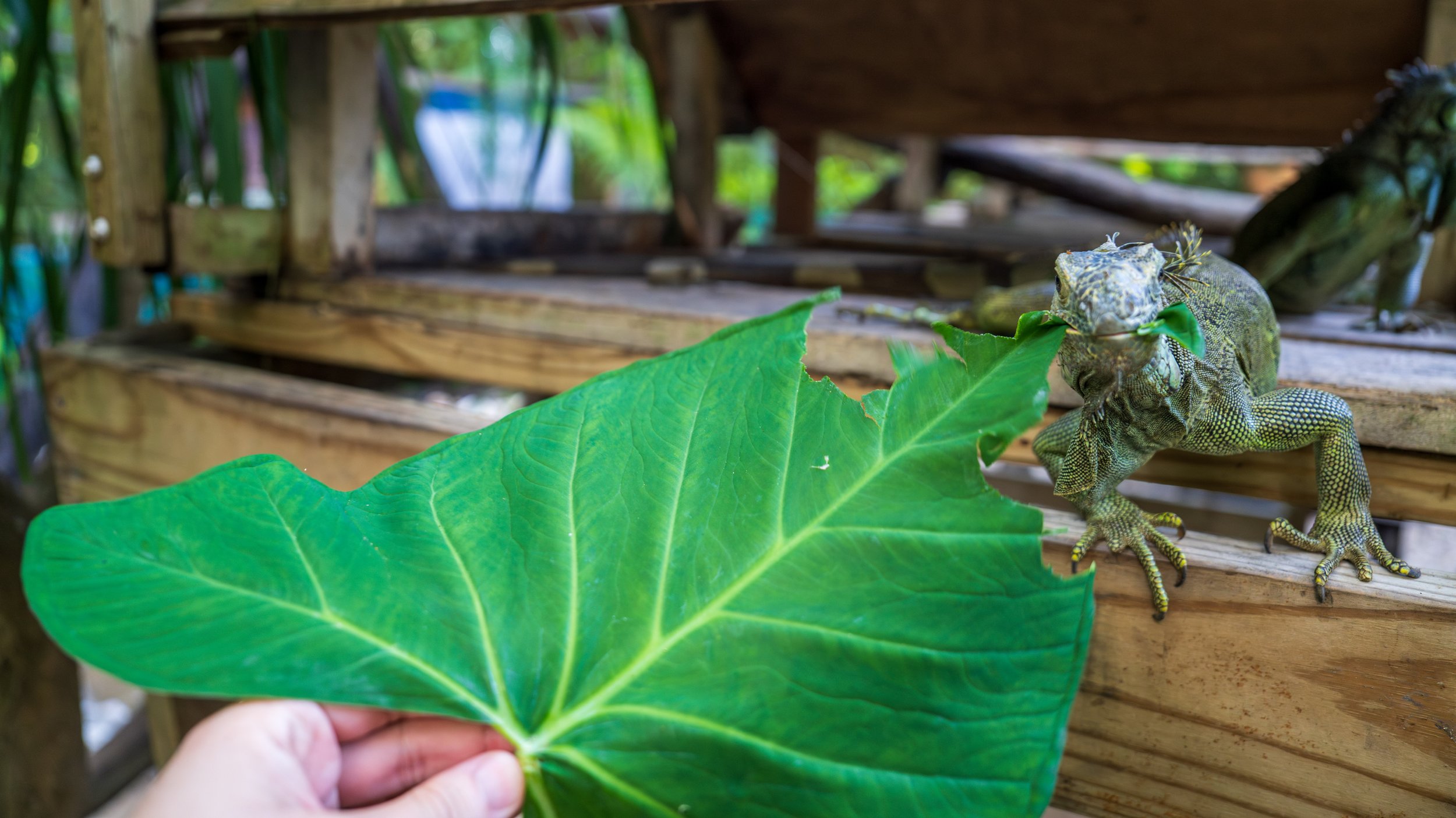  Noming on a leaf (photo/Jason Rafal) 