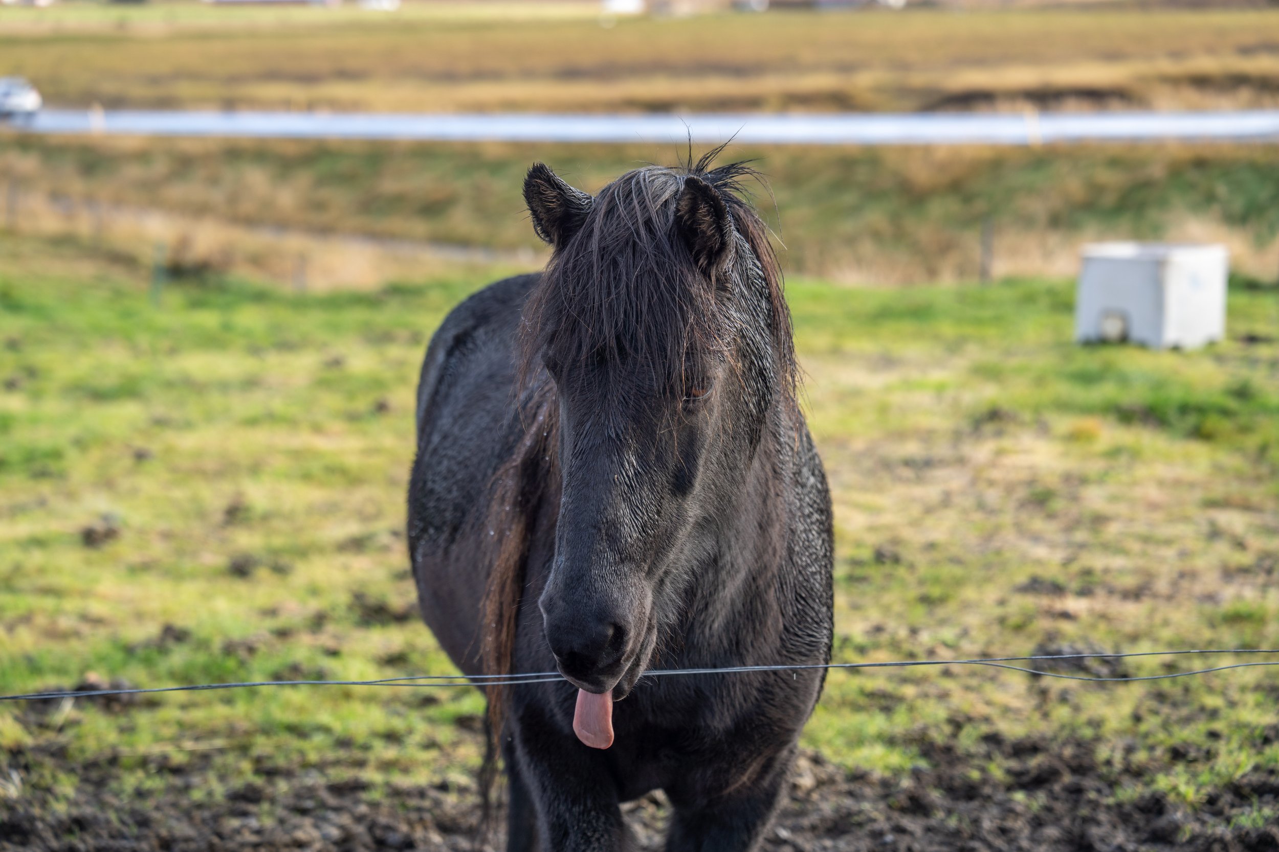  Tongue out from another of the ponies (photo/Jason Rafal) 
