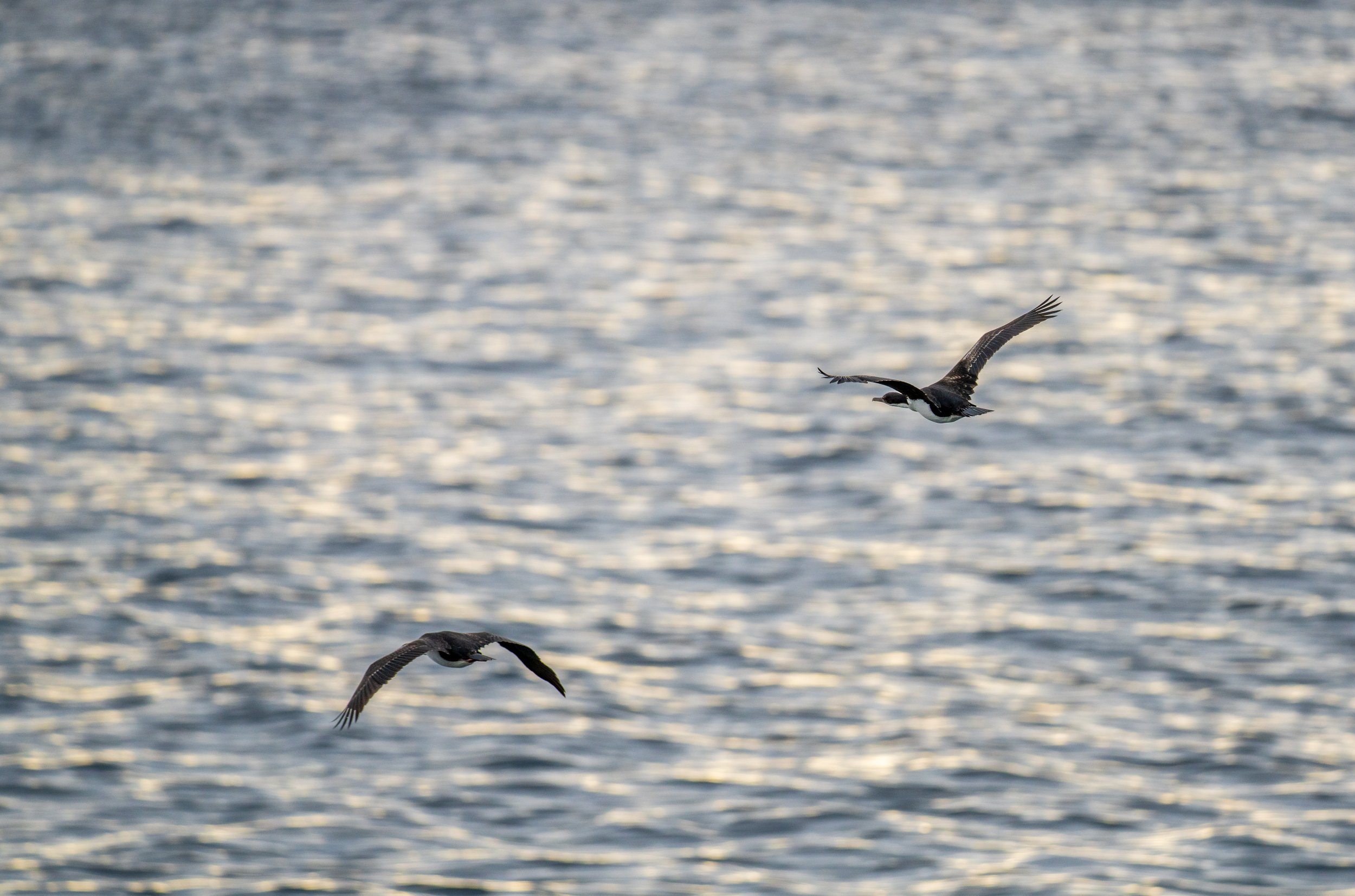  Imperial cormorants flying over the water (photo/Jason Rafal) 