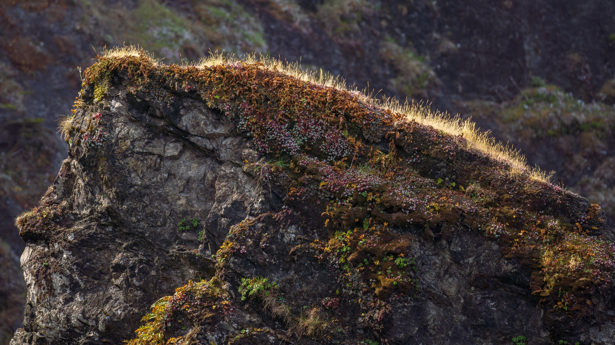  Morning light on a very vegetation-covered rock (photo/Jason Rafal) 