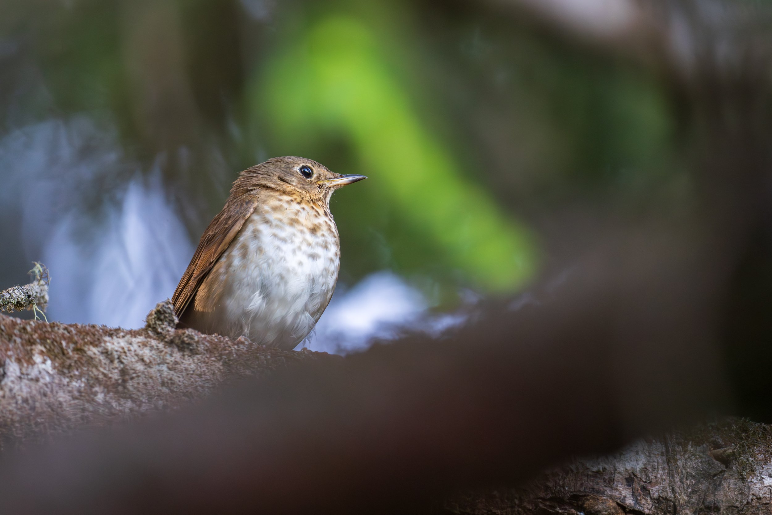  A cute Swainson’s Thrush (photo/Jason Rafal) 