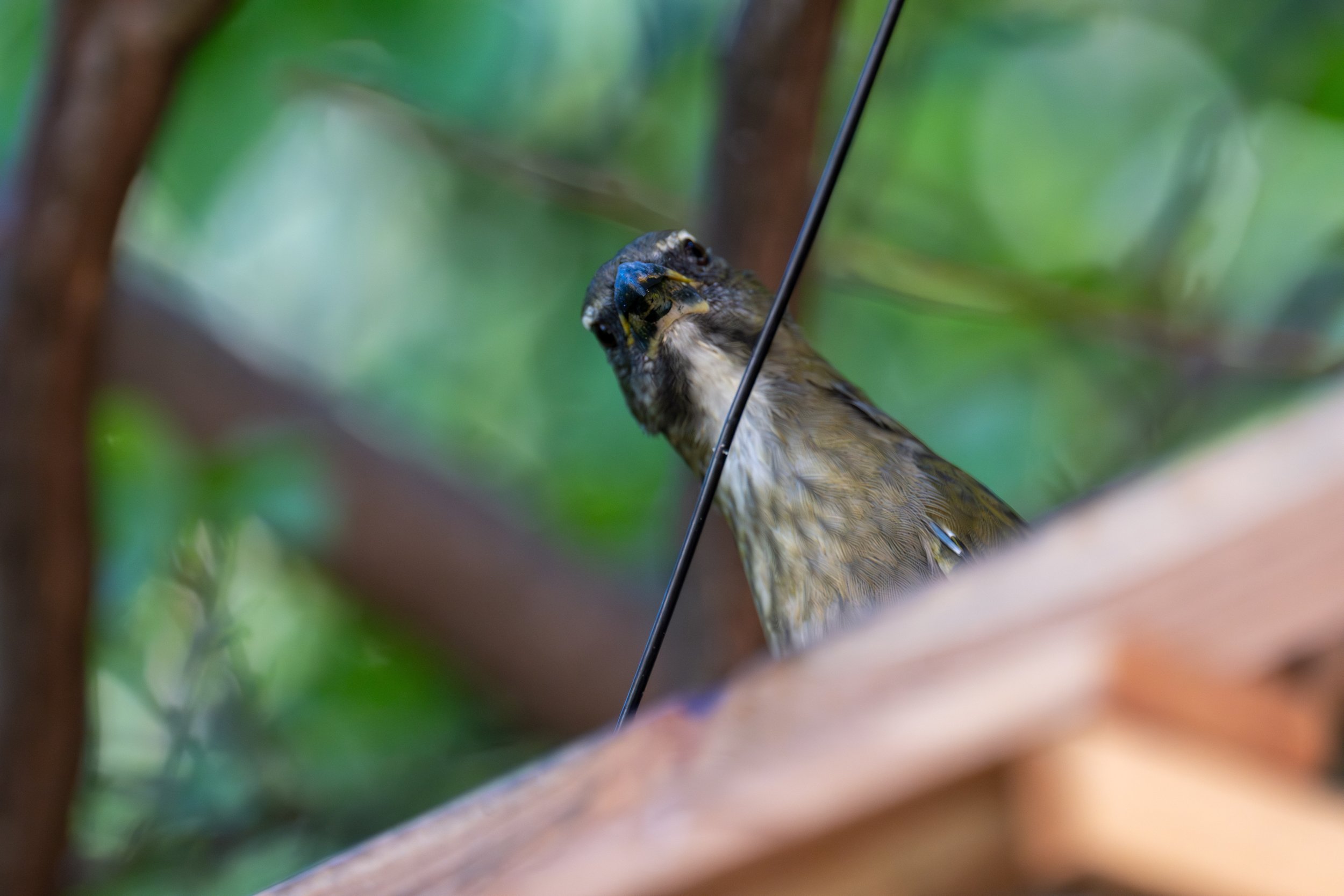 A skeptical bird (photo/Jason Rafal)