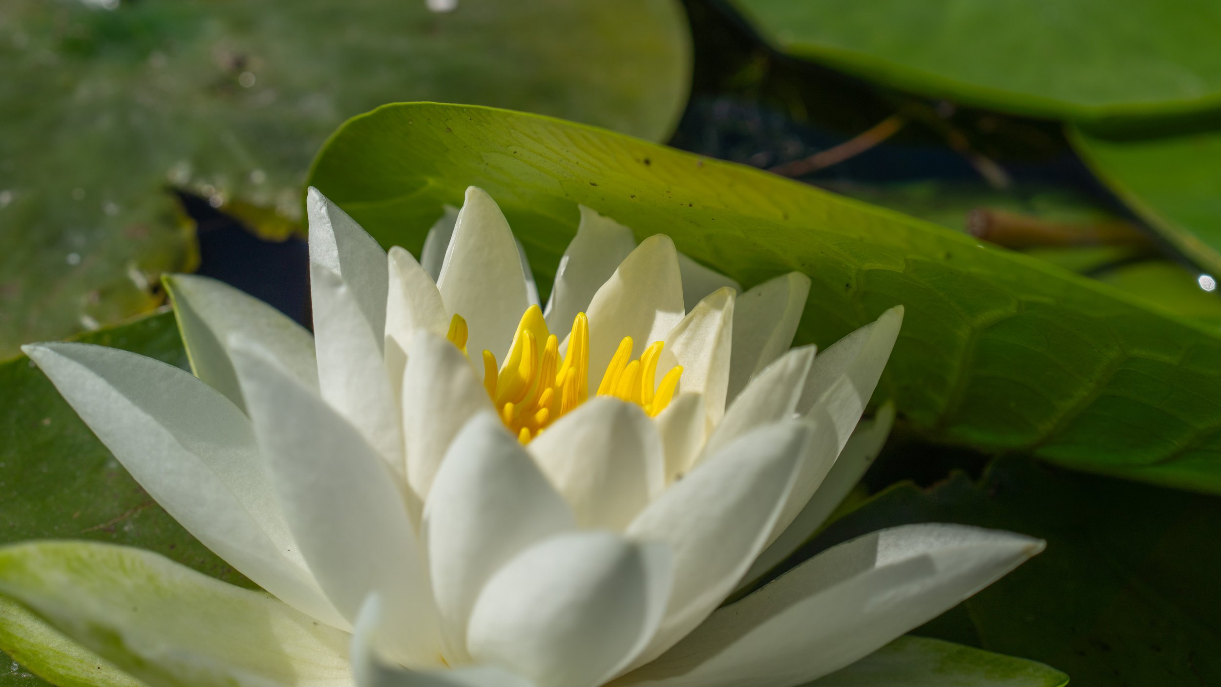 A white flower with yellow middle.