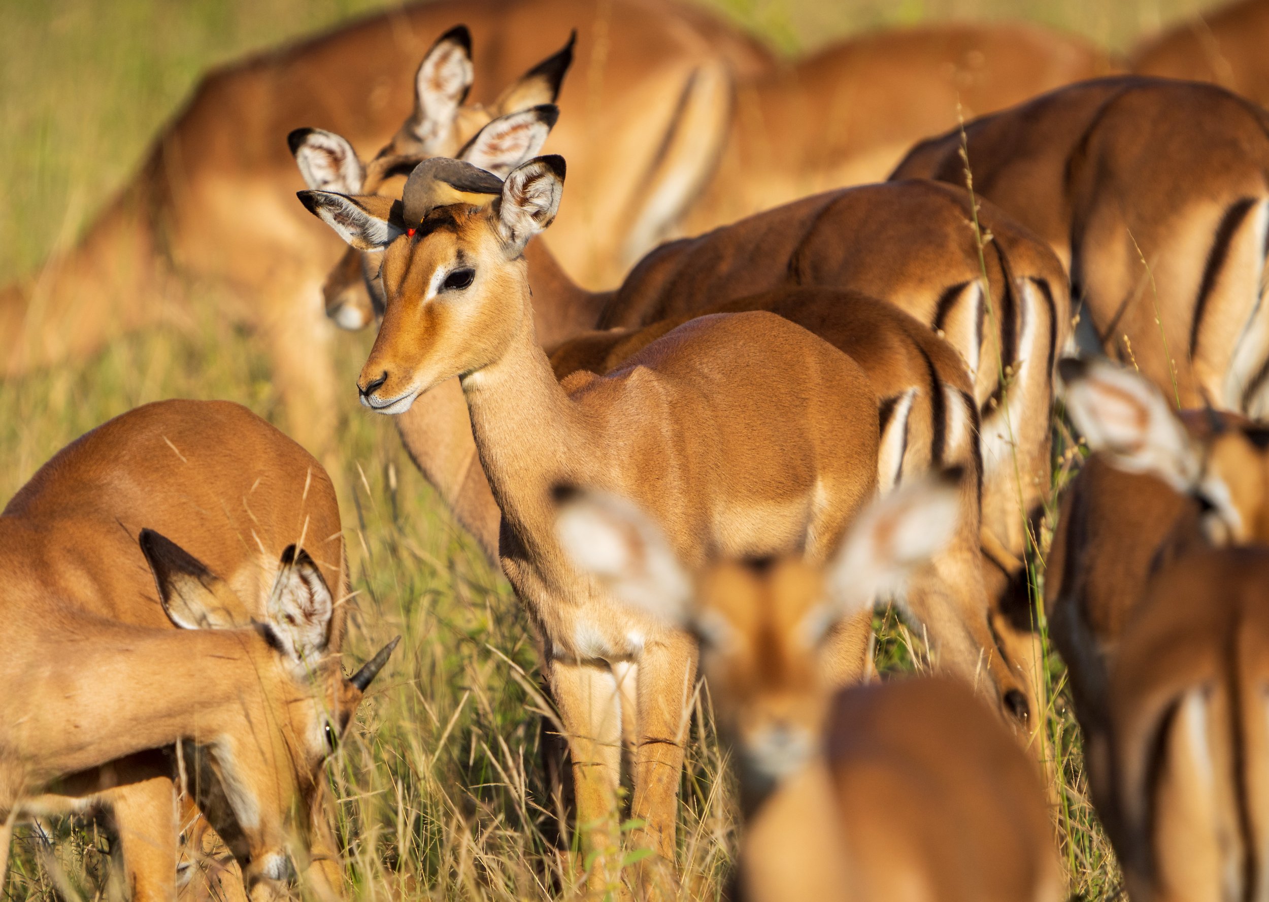 We usually saw impala in dense herds (spot the red-billed oxpecker on the middle oneโs head, eating bugs) (photo/Jason Rafal)