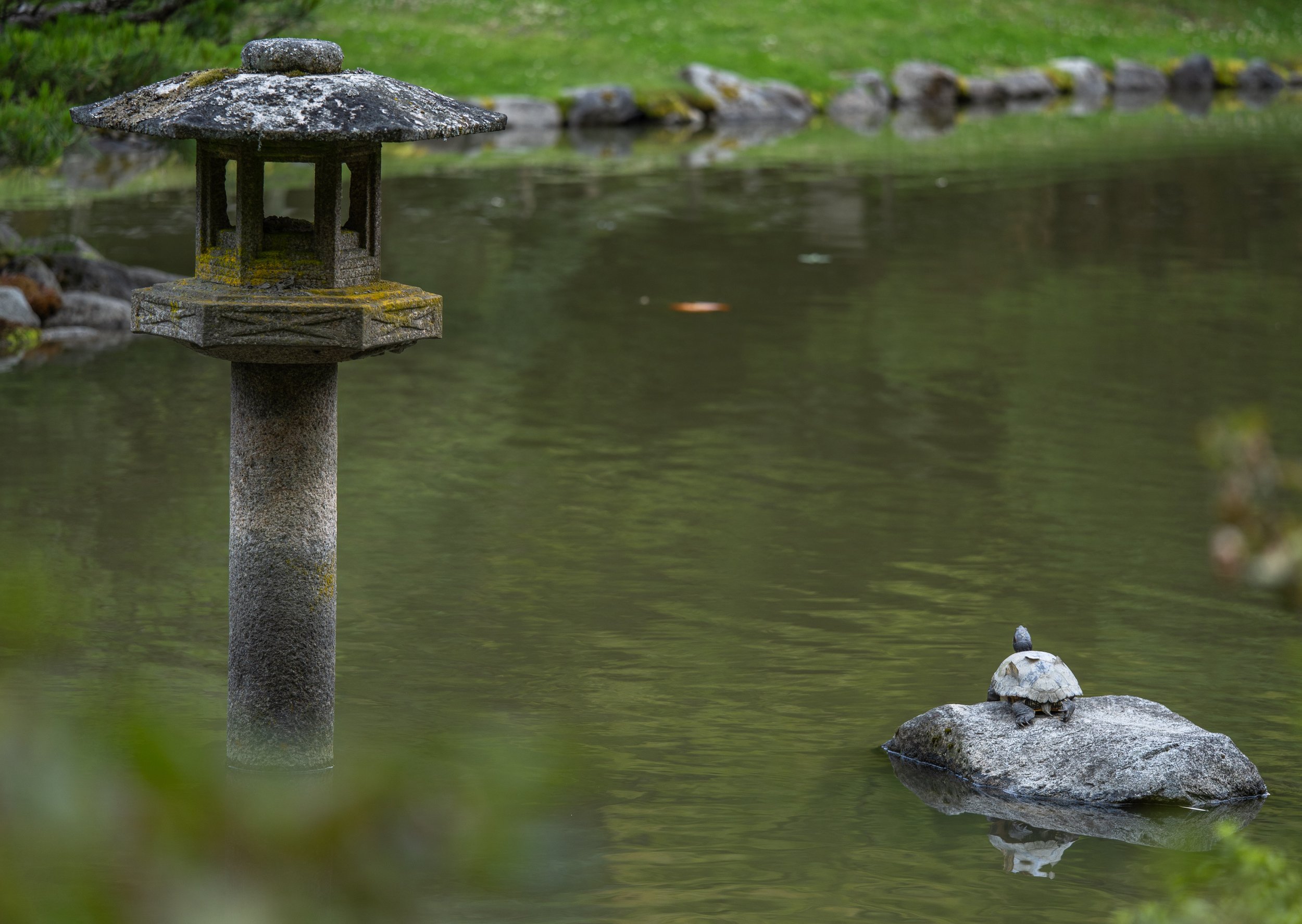  A tranquil turtle at the Seattle Japanese Garden (photo/Jason Rafal) 