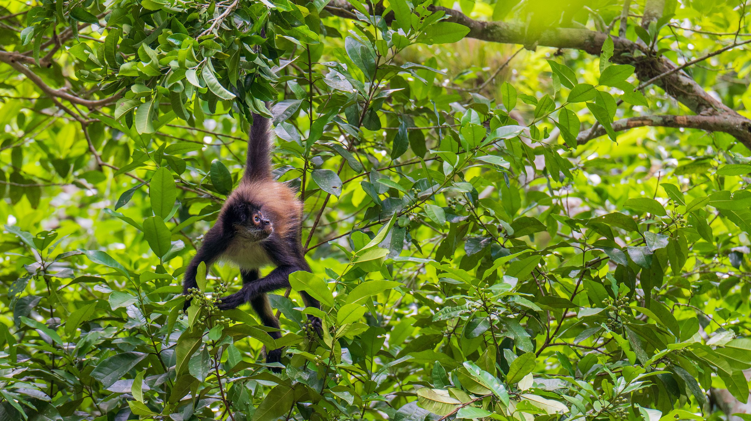  An adorable spider monkey (photo/Jason Rafal) 