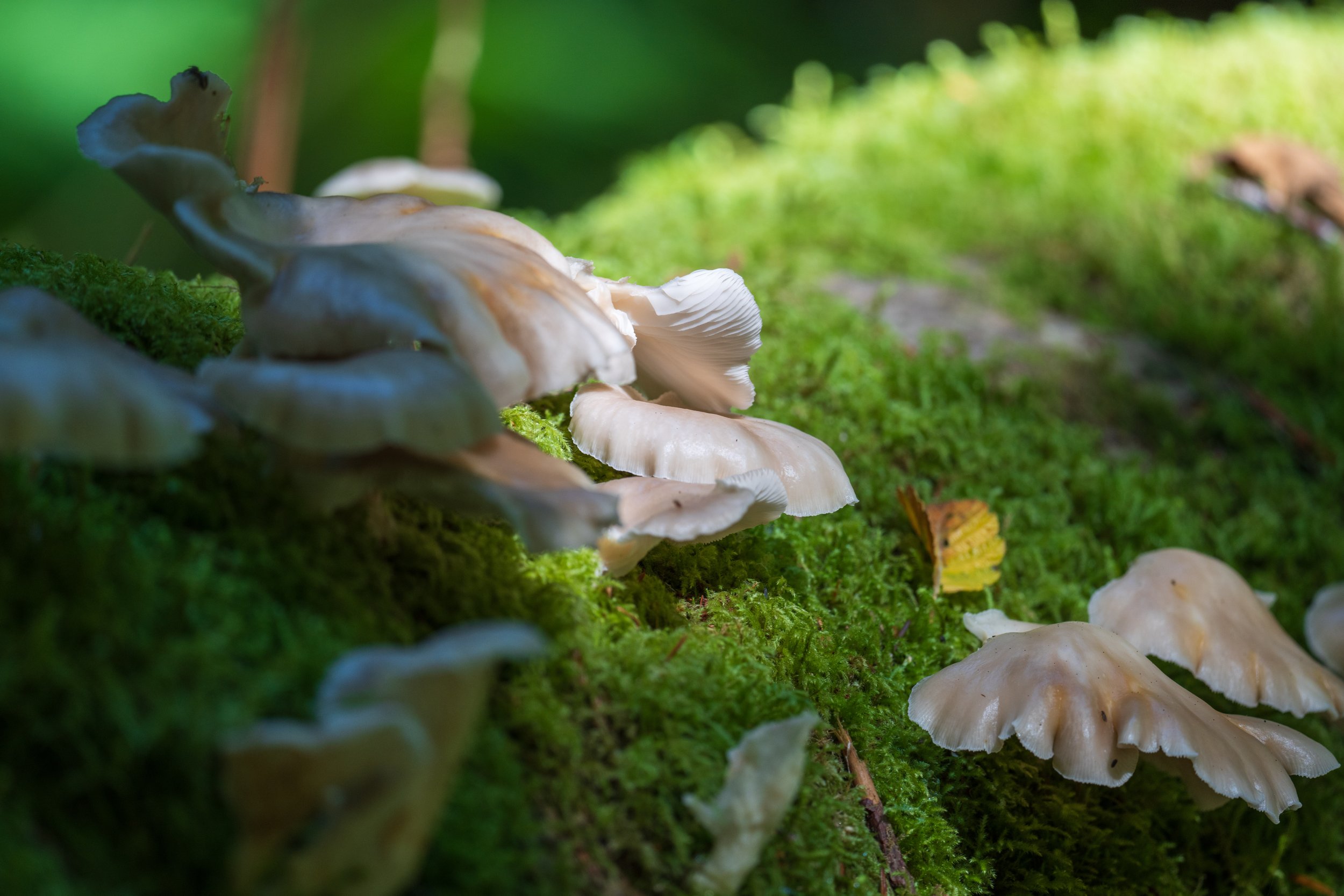  Sunlight on mushrooms (photo/Jason Rafal) 