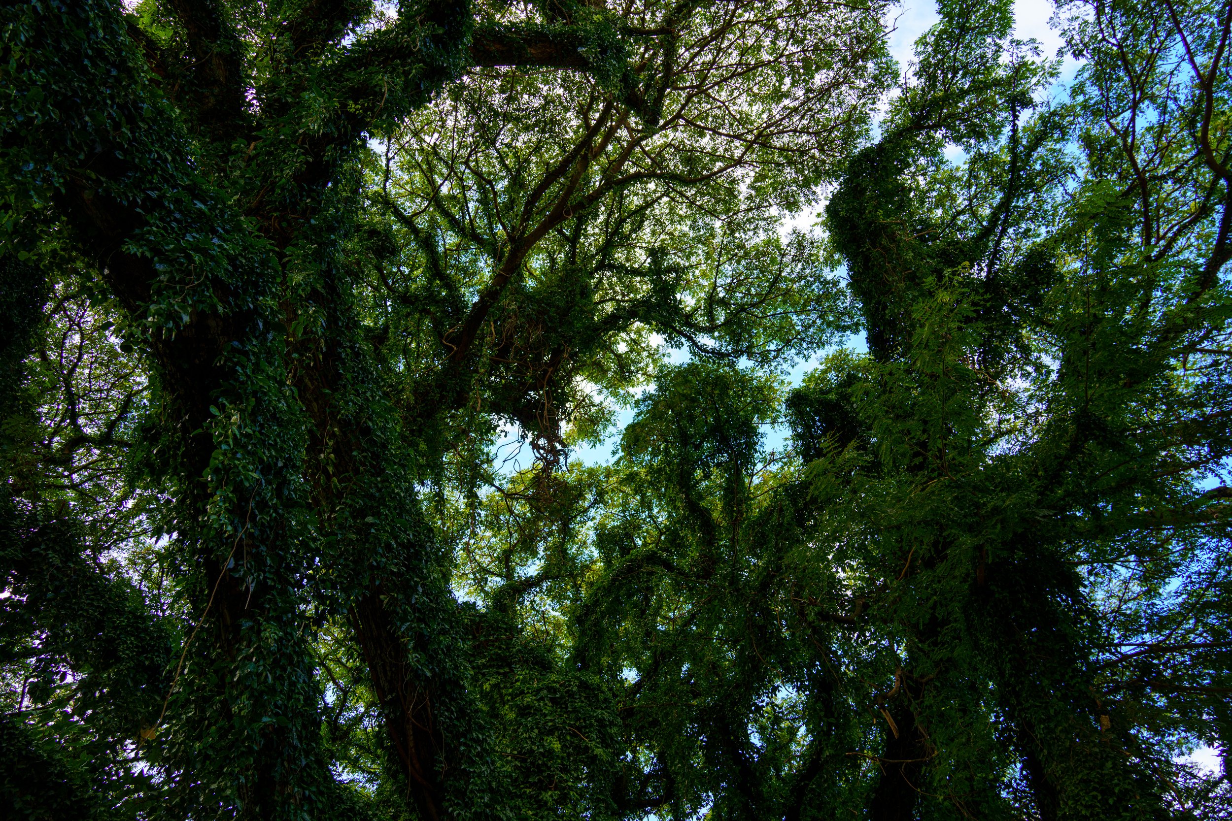  Massive trees covered in vines (photo/Jason Rafal) 
