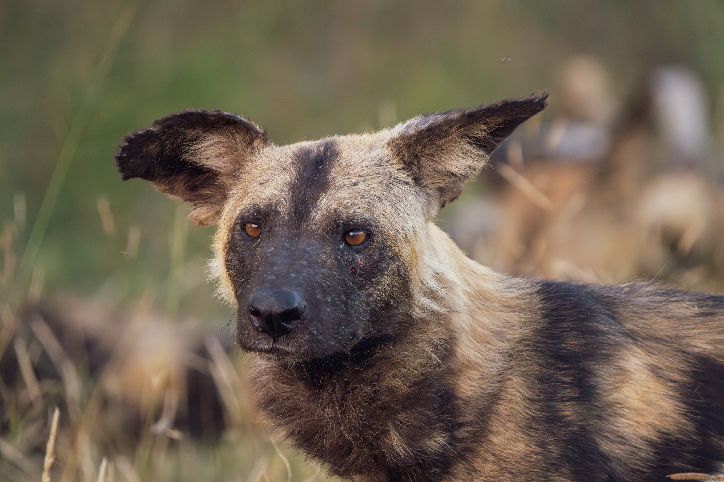 The pack leader, who had adorable floppy ears (photo/Jason Rafal)