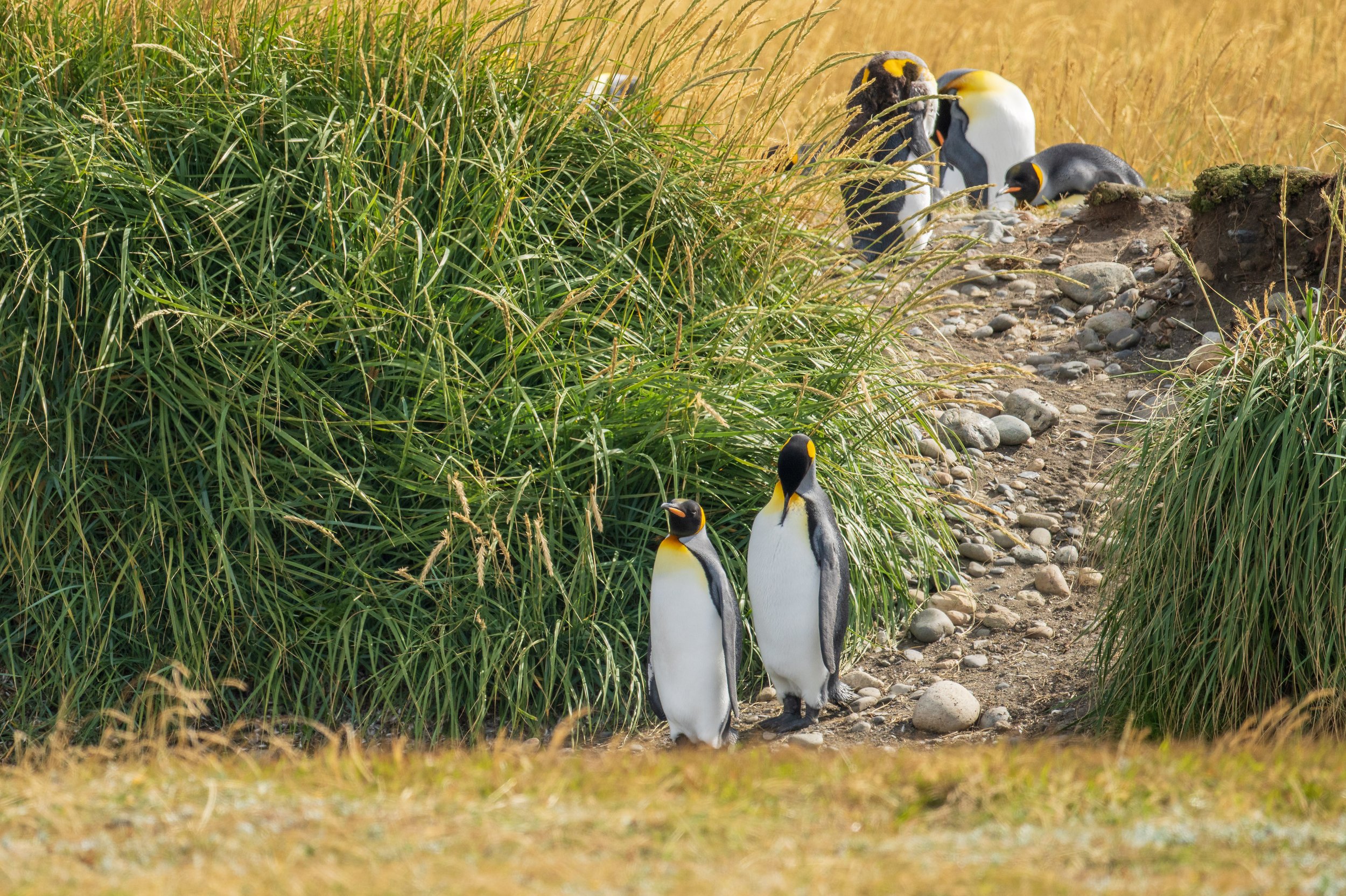  Two penguins wandering down to the water (photo/Jason Rafal) 