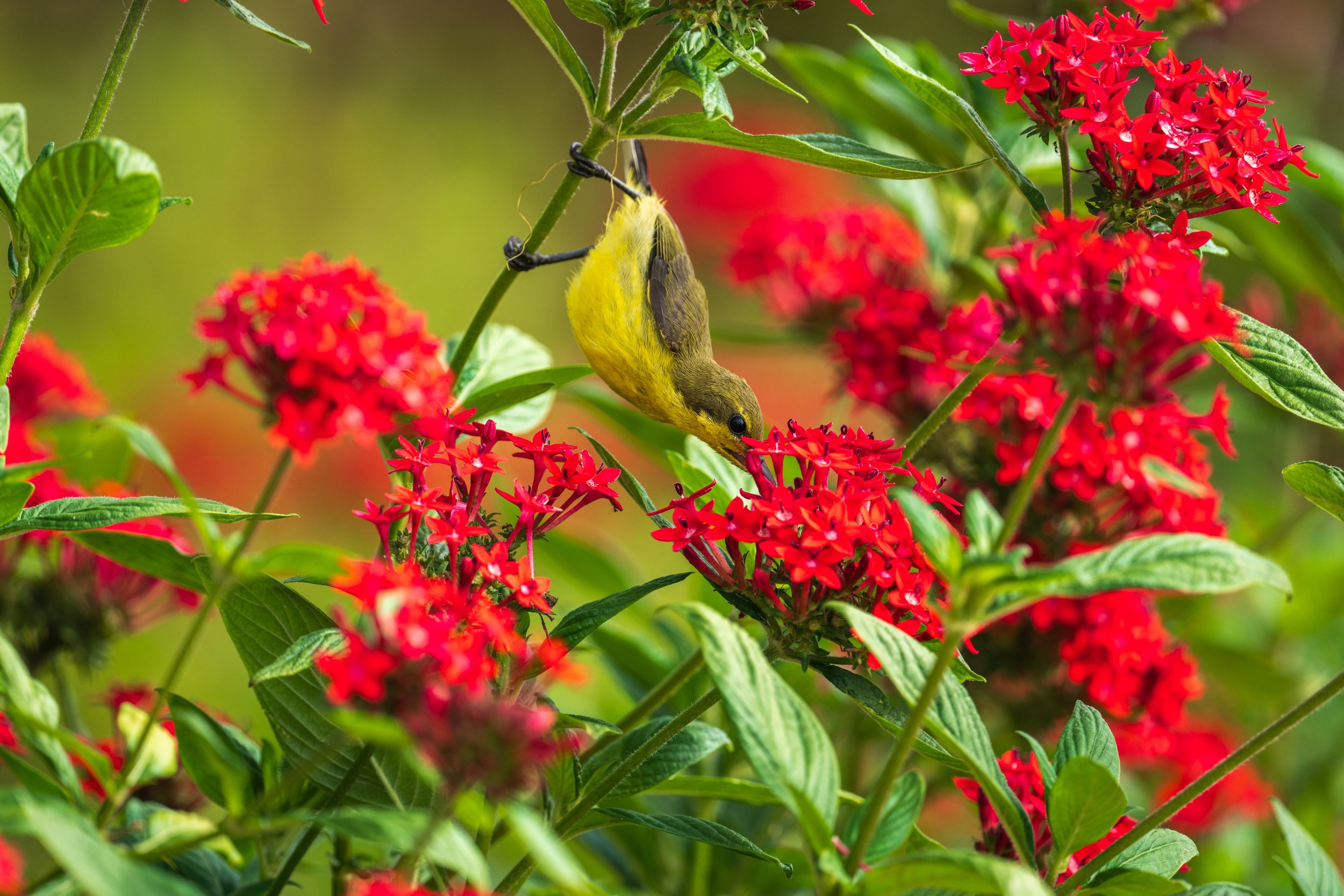A small yellow and brown bird drinking from a red flower.