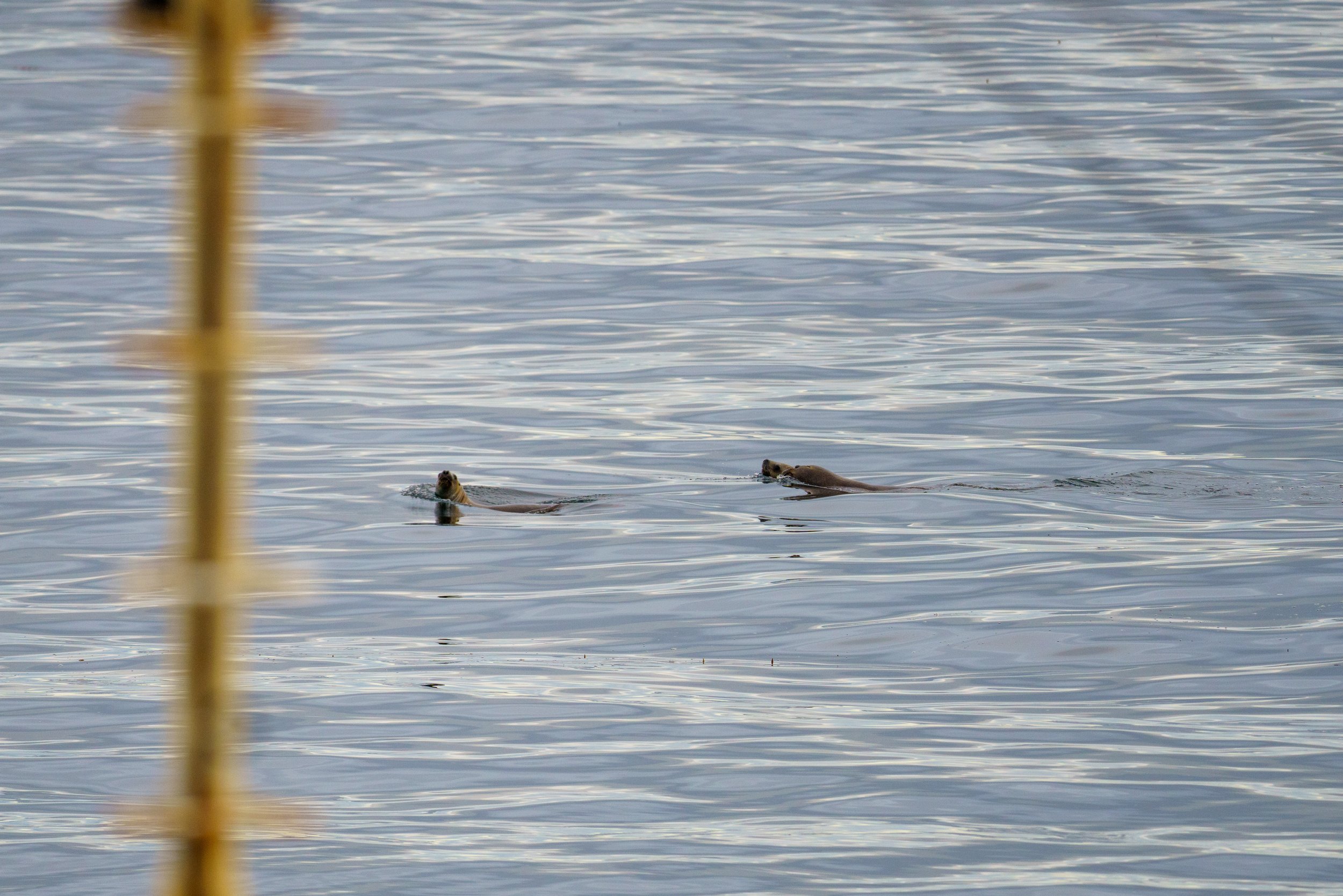  Southern sea lions swimming by (photo/Jason Rafal) 