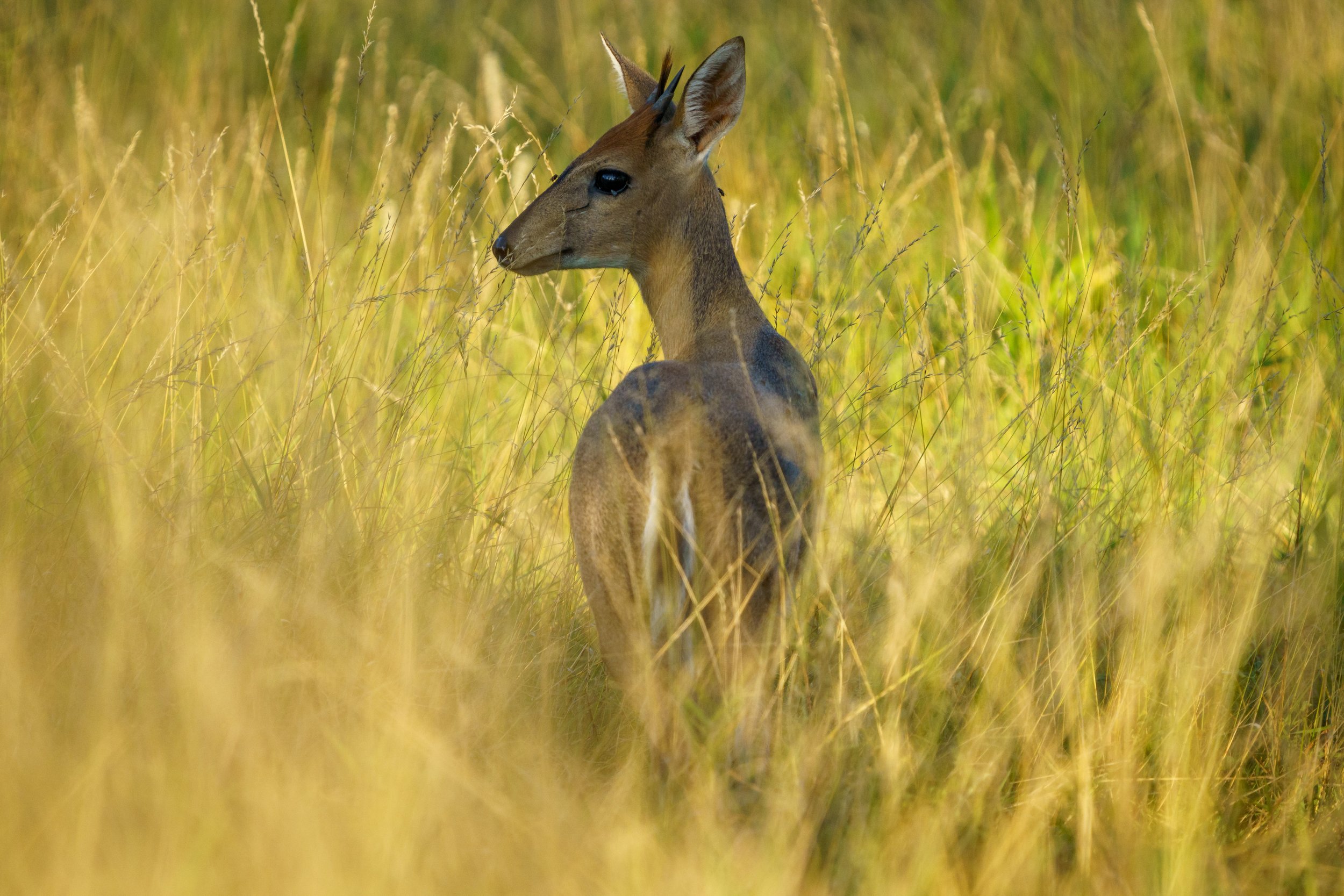 A bush duiker considering whether it should run away (photo/Jason Rafal)
