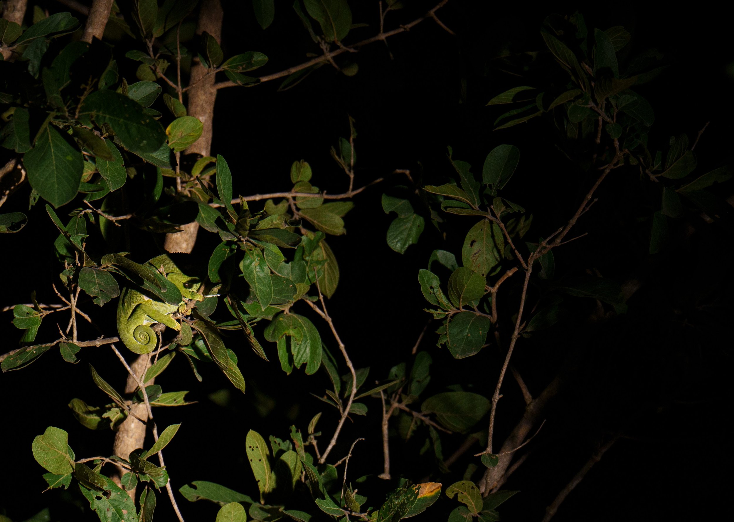 A little chameleon in a tree (photo/Jason Rafal)