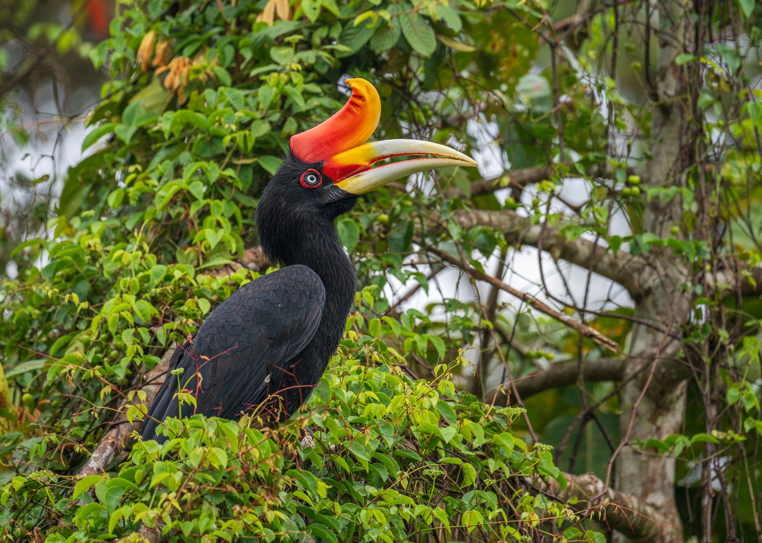 A black hornbill with an orange horn and a red circle around its eye.