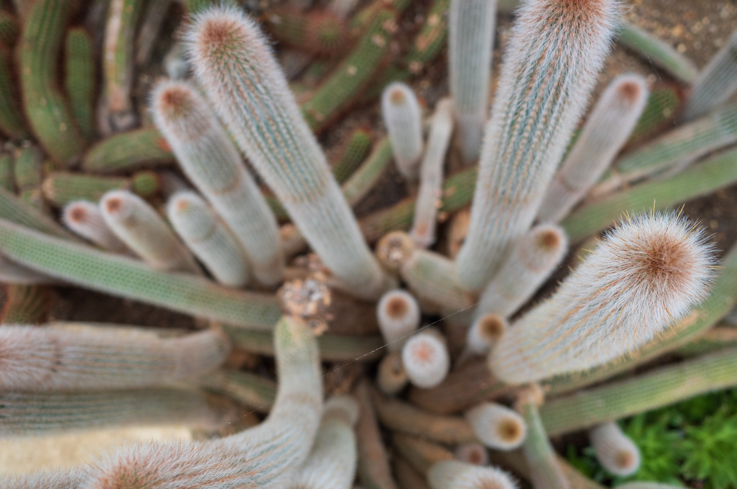  Many spikes (photo/Jason Rafal) 